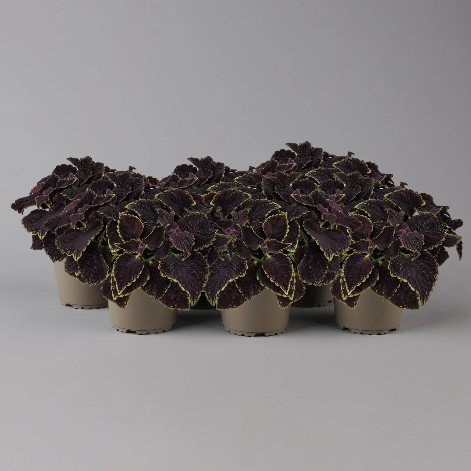 Buntnessel 'Abbey Road' Dunkelrot-grün, Topf-Ø 12 Cm, 6er-Set