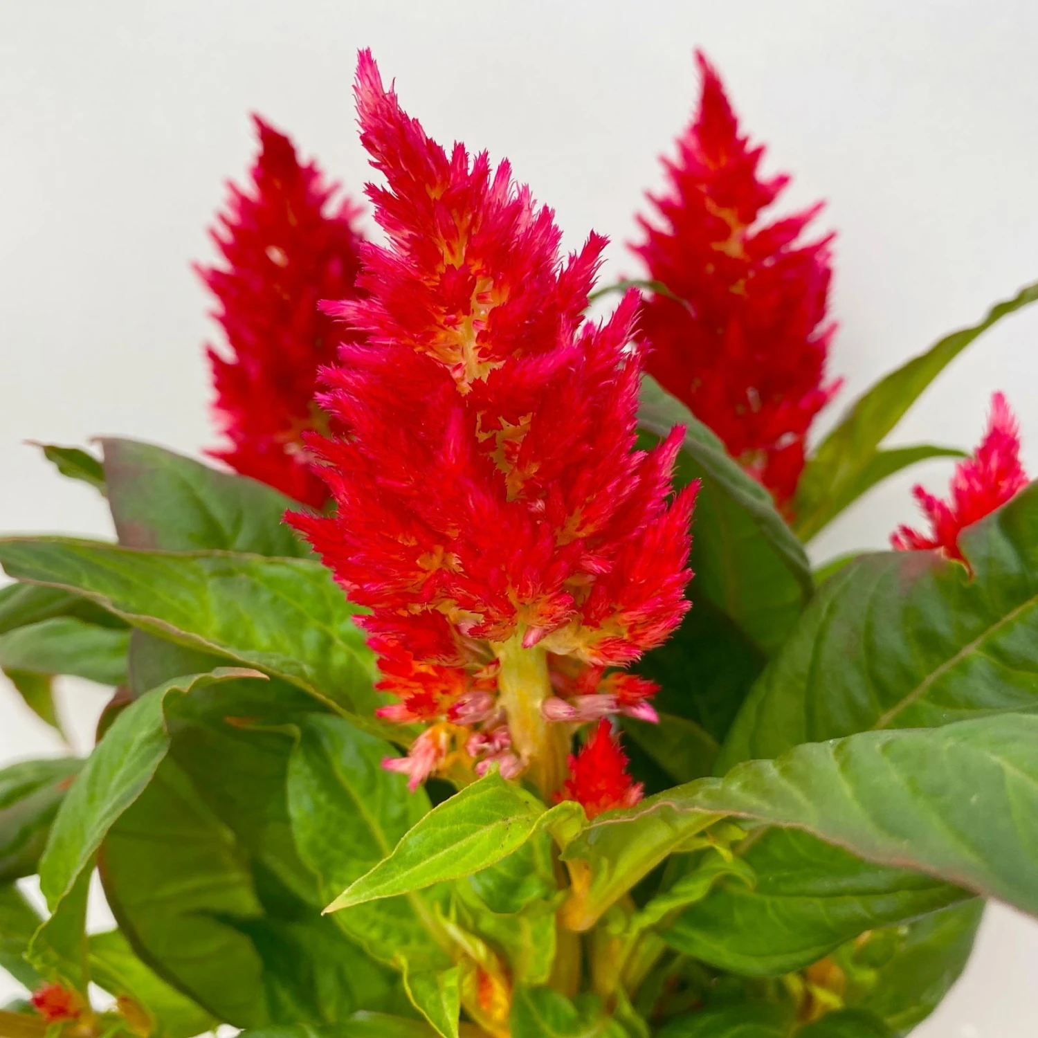 Celosia 'Kelos Fire Red' Rot, Topf-Ø 12 Cm, 6er-Set - Image 5