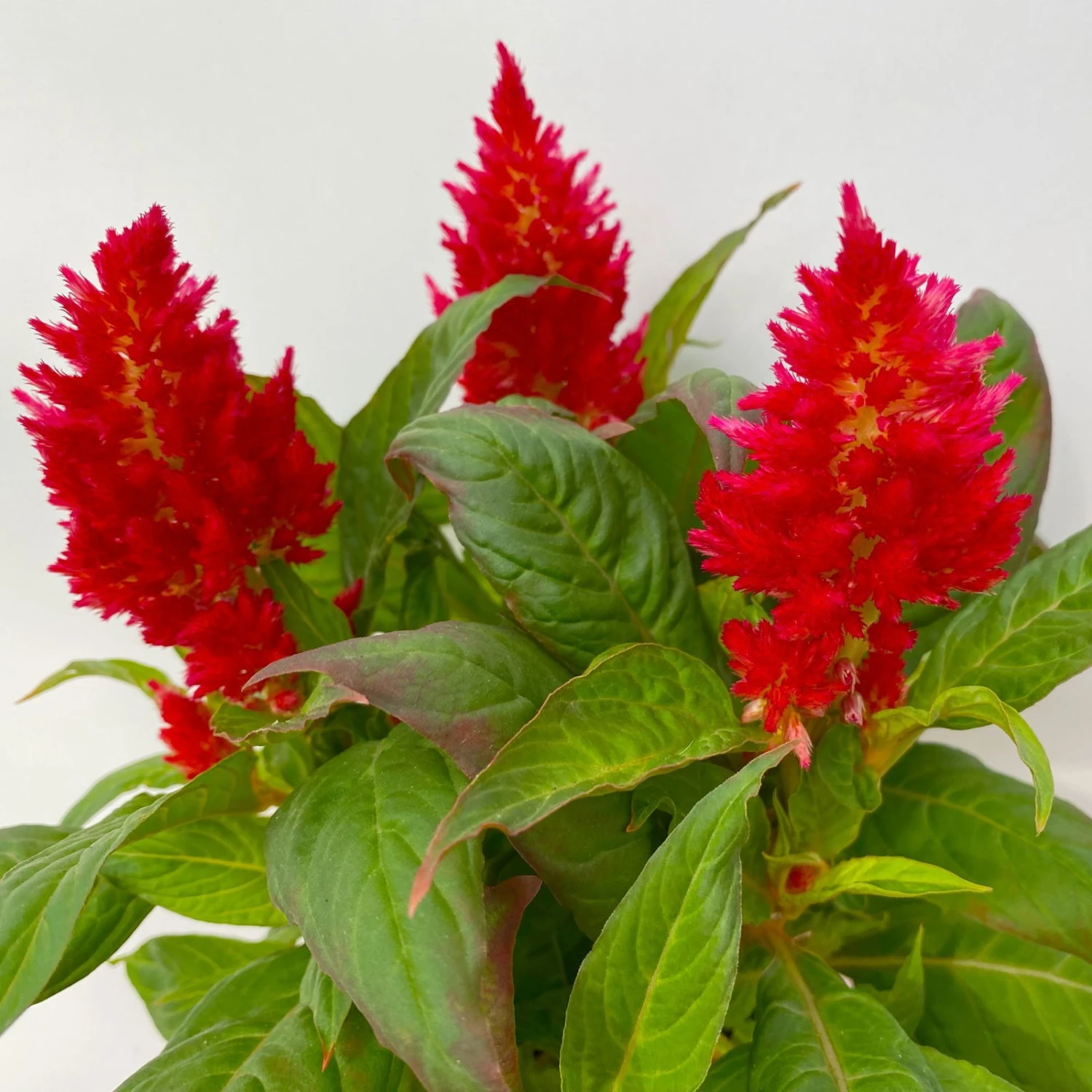 Celosia 'Kelos Fire Red' Rot, Topf-Ø 12 Cm, 6er-Set - Image 4