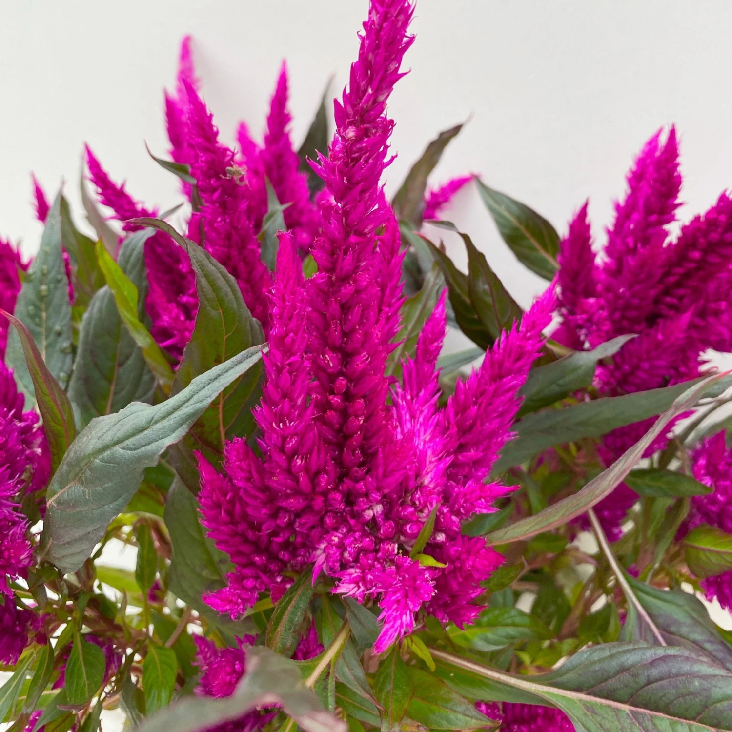 Celosia 'Javelin' Lila, Topf-Ø 14 Cm, 4er-Set - Image 4