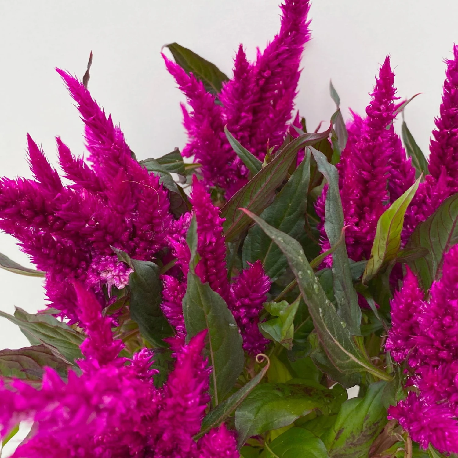 Celosia 'Javelin' Lila, Topf-Ø 14 Cm, 4er-Set - Image 5