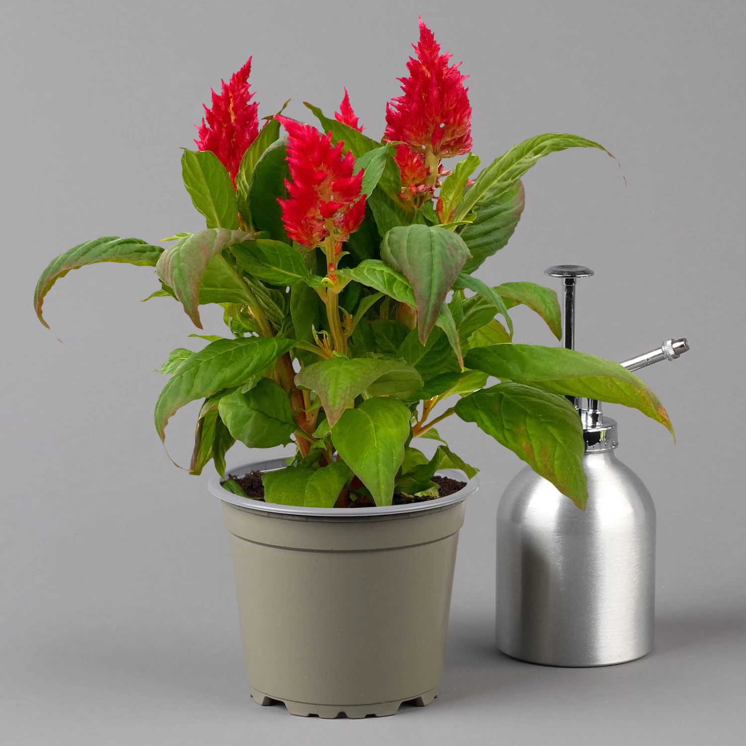 Celosia 'Kelos Fire Red' Rot, Topf-Ø 12 Cm, 6er-Set - Image 2