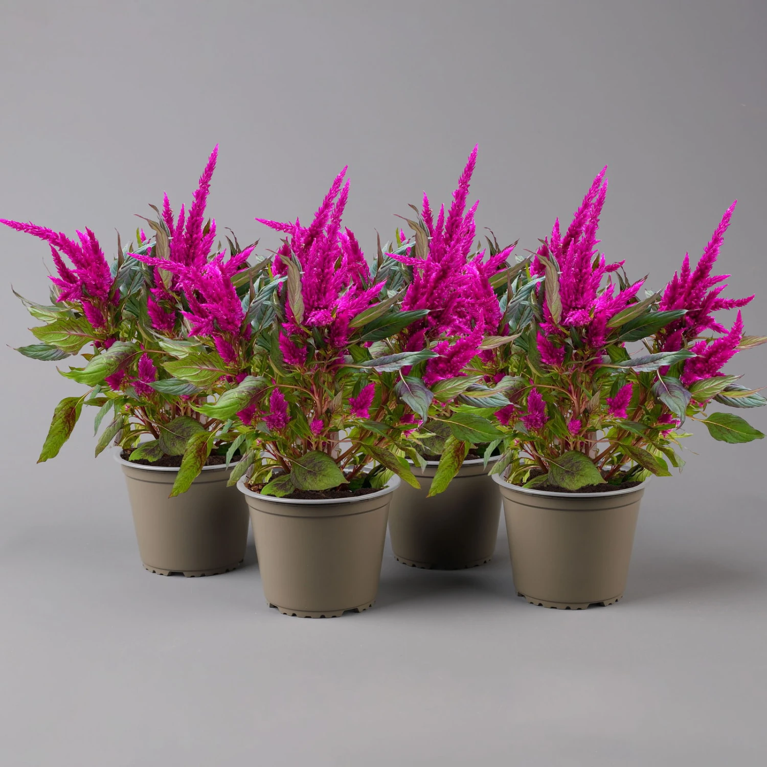 Celosia 'Javelin' Lila, Topf-Ø 14 Cm, 4er-Set - Image 2