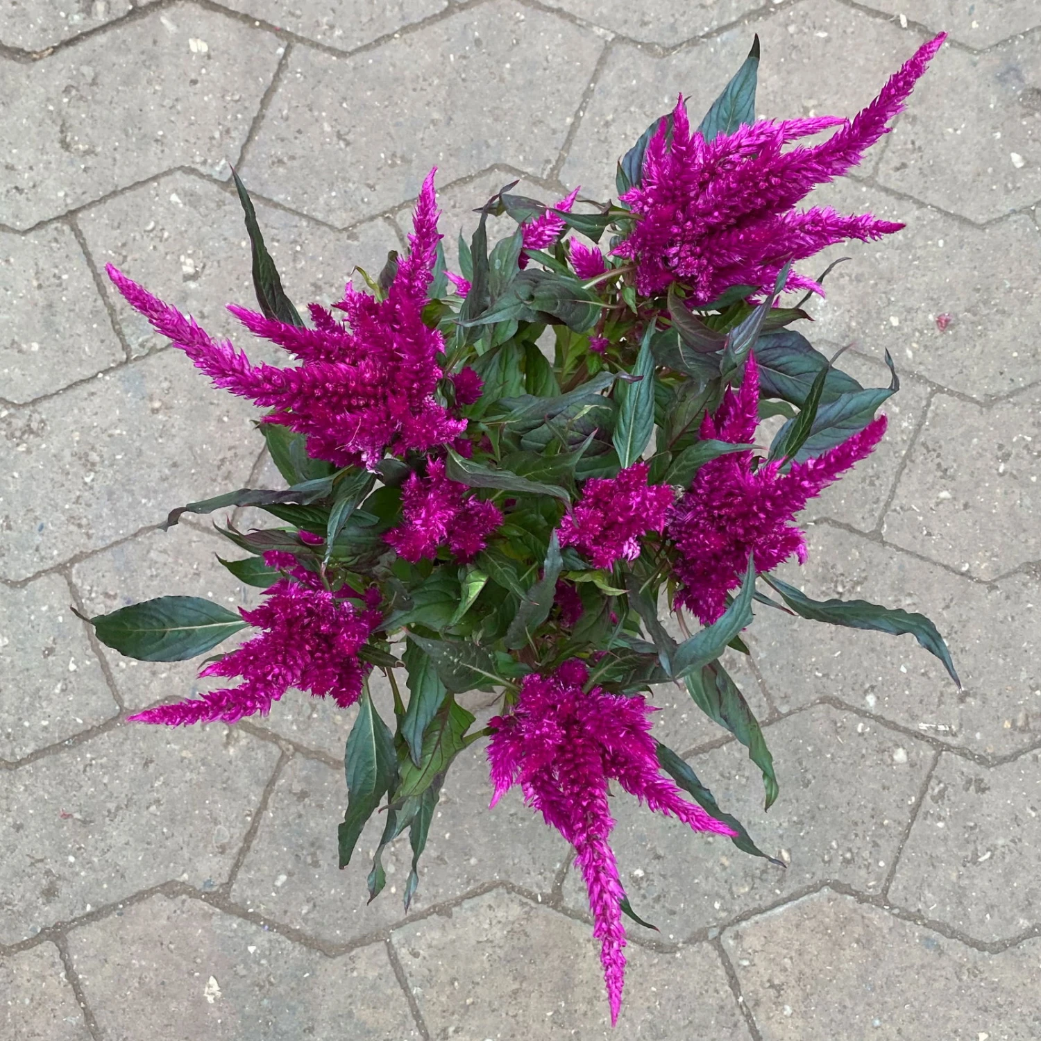 Celosia 'Javelin' Lila, Topf-Ø 14 Cm, 4er-Set - Image 3
