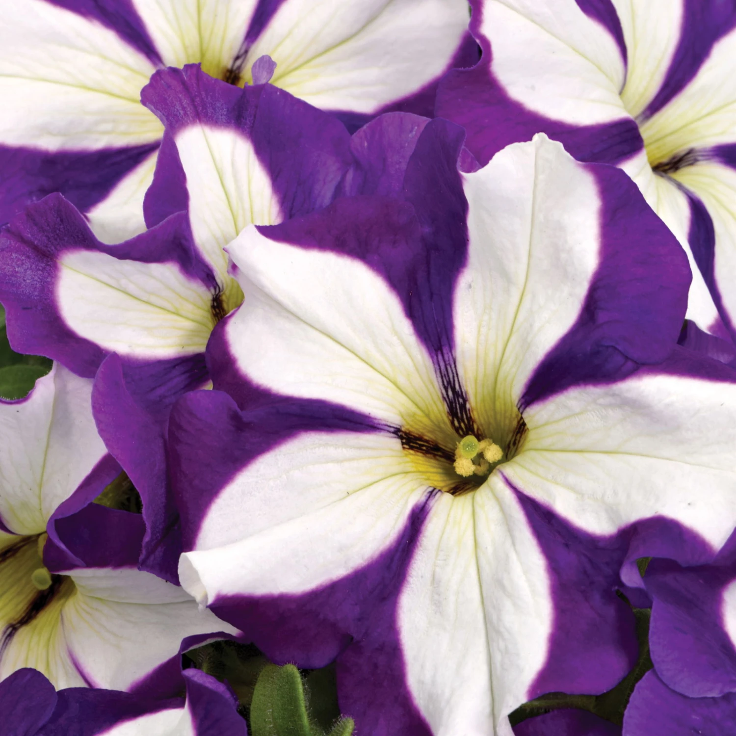 Petunie 'Crazytunia® Lucky Lilac' Lila-weiß, Hängend, Topf-Ø 13 Cm,6er-Set - Image 2