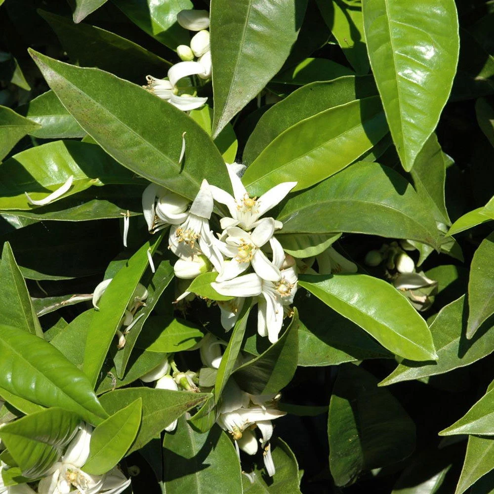 Orangenbaum, Stamm, Topf-Ø Ca. 33 Cm, Höhe Ca. 150 Cm - Image 5