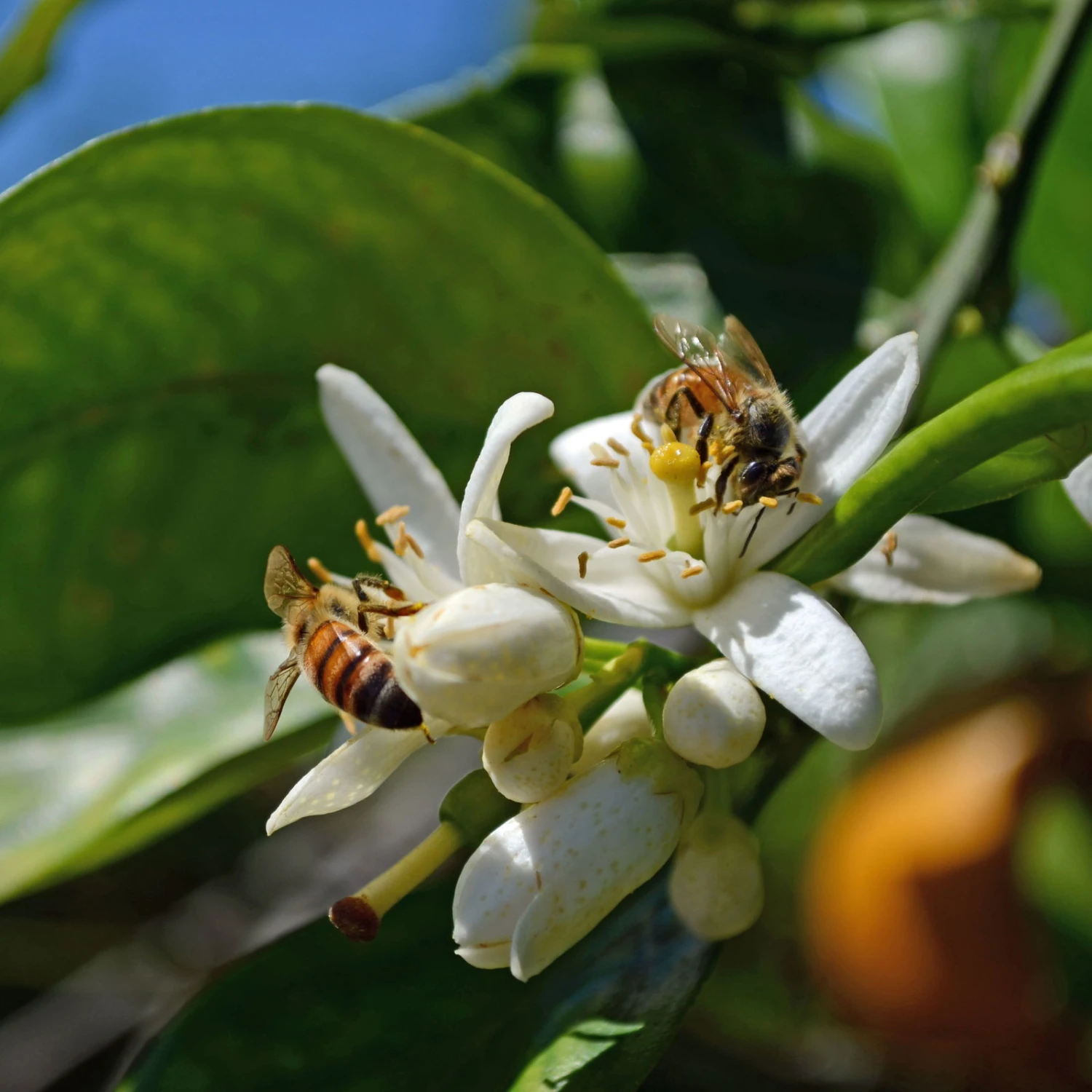 Orangenbaum, Stamm, Topf-Ø Ca. 33 Cm, Höhe Ca. 150 Cm - Image 4