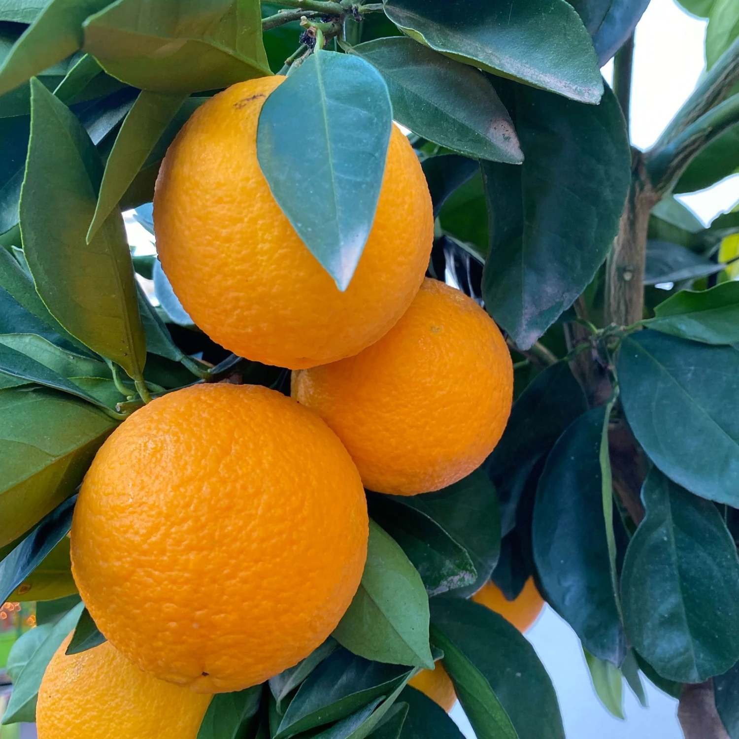 Orangenbaum, Stamm, Topf-Ø Ca. 33 Cm, Höhe Ca. 150 Cm - Image 6