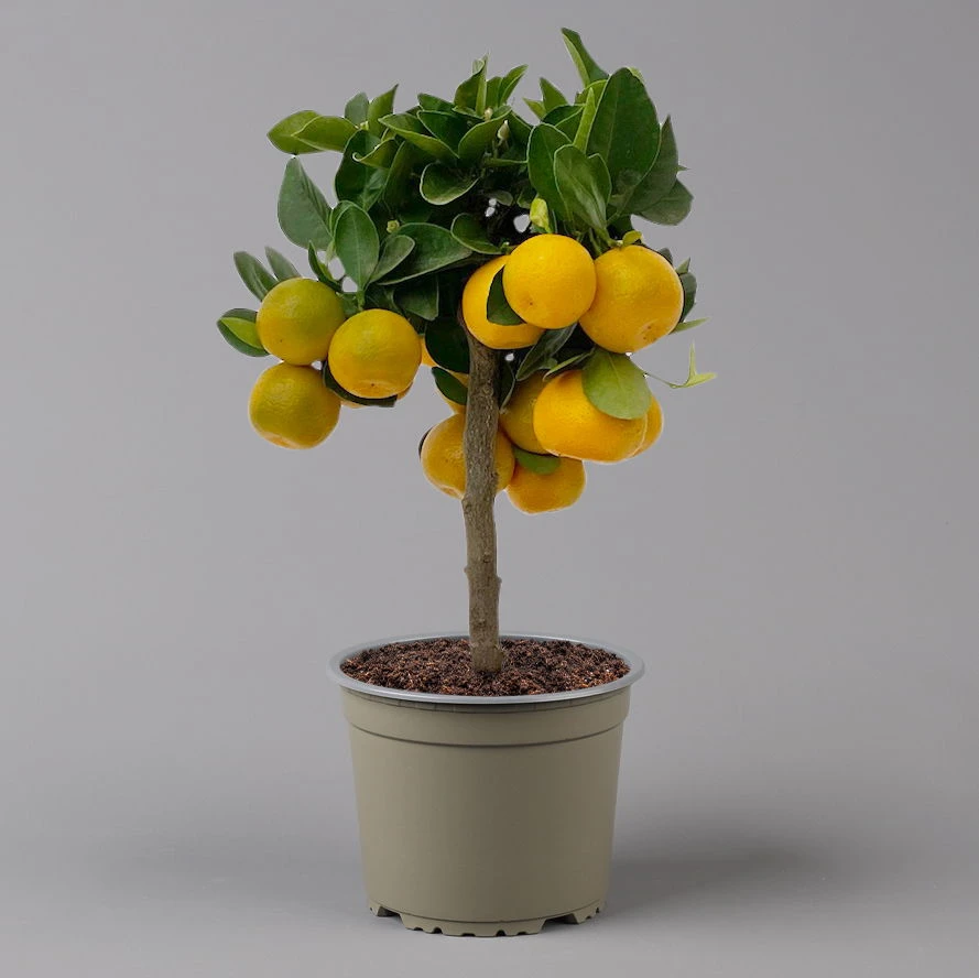 Calamondin, Mini-Stamm, Topf-Ø 15 Cm - Image 4