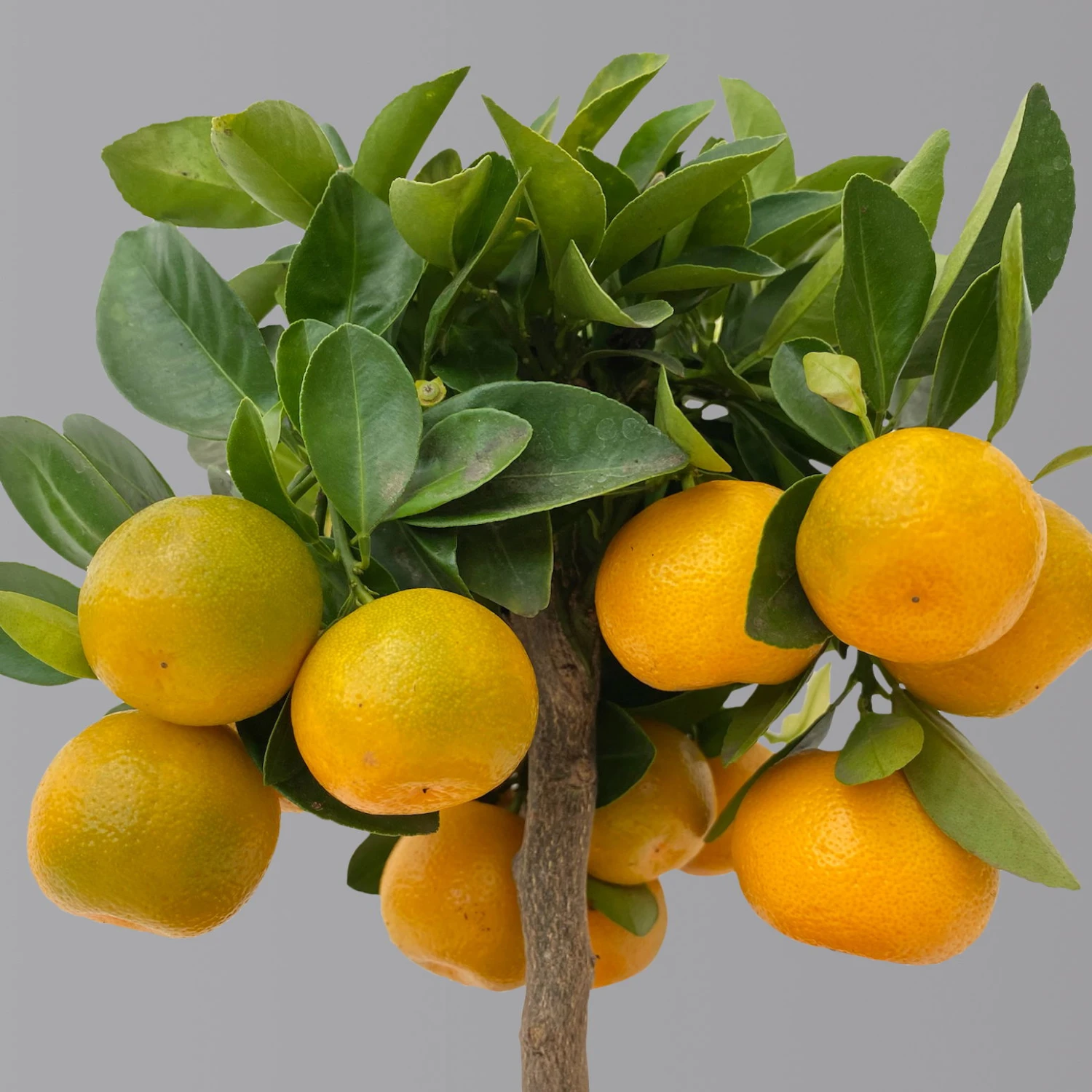 Calamondin, Mini-Stamm, Topf-Ø 15 Cm - Image 2