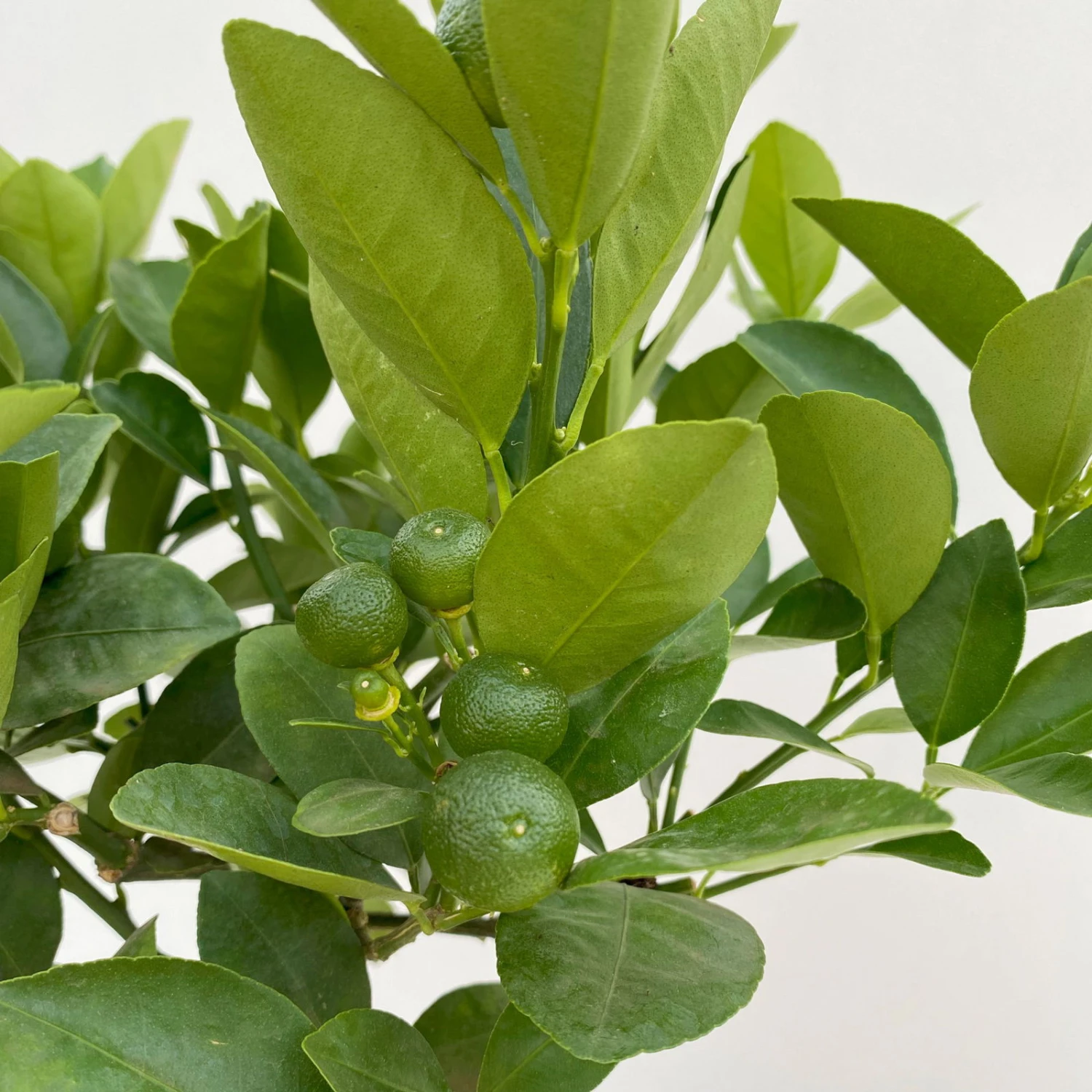 Calamondin, Mini-Stamm, Topf-Ø 15 Cm - Image 7