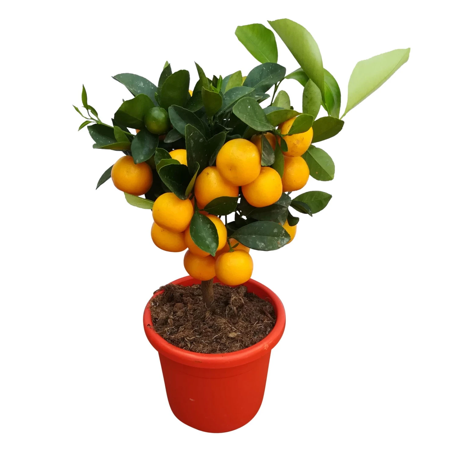 Calamondin, Mini-Stamm, Topf-Ø 15 Cm - Image 5
