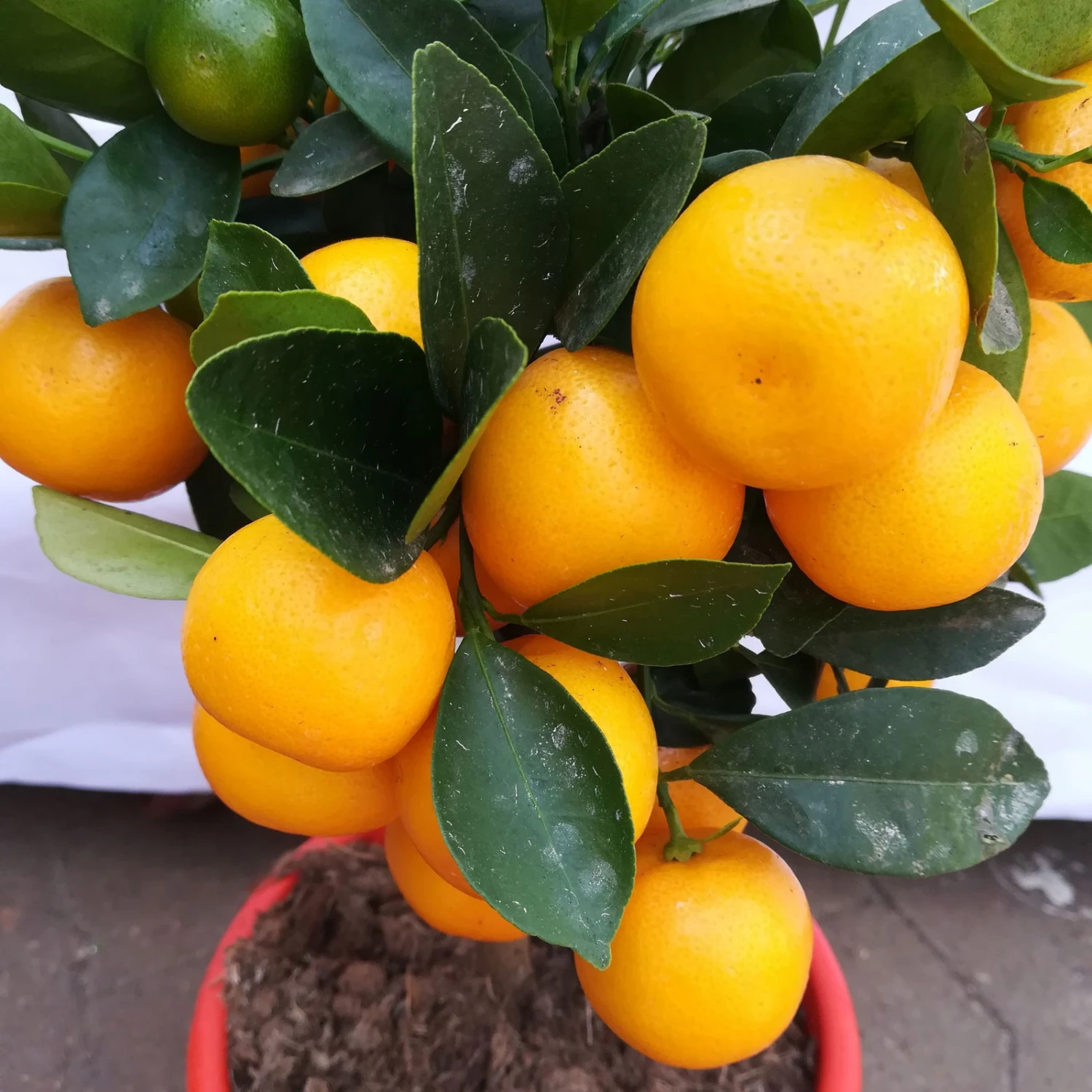 Calamondin, Mini-Stamm, Topf-Ø 15 Cm - Image 6