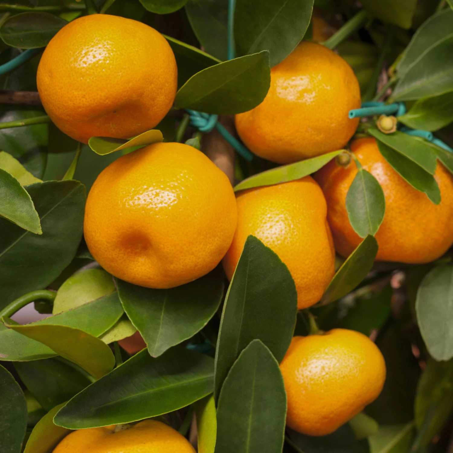Calamondin, Mini-Stamm, Topf-Ø 15 Cm - Image 3