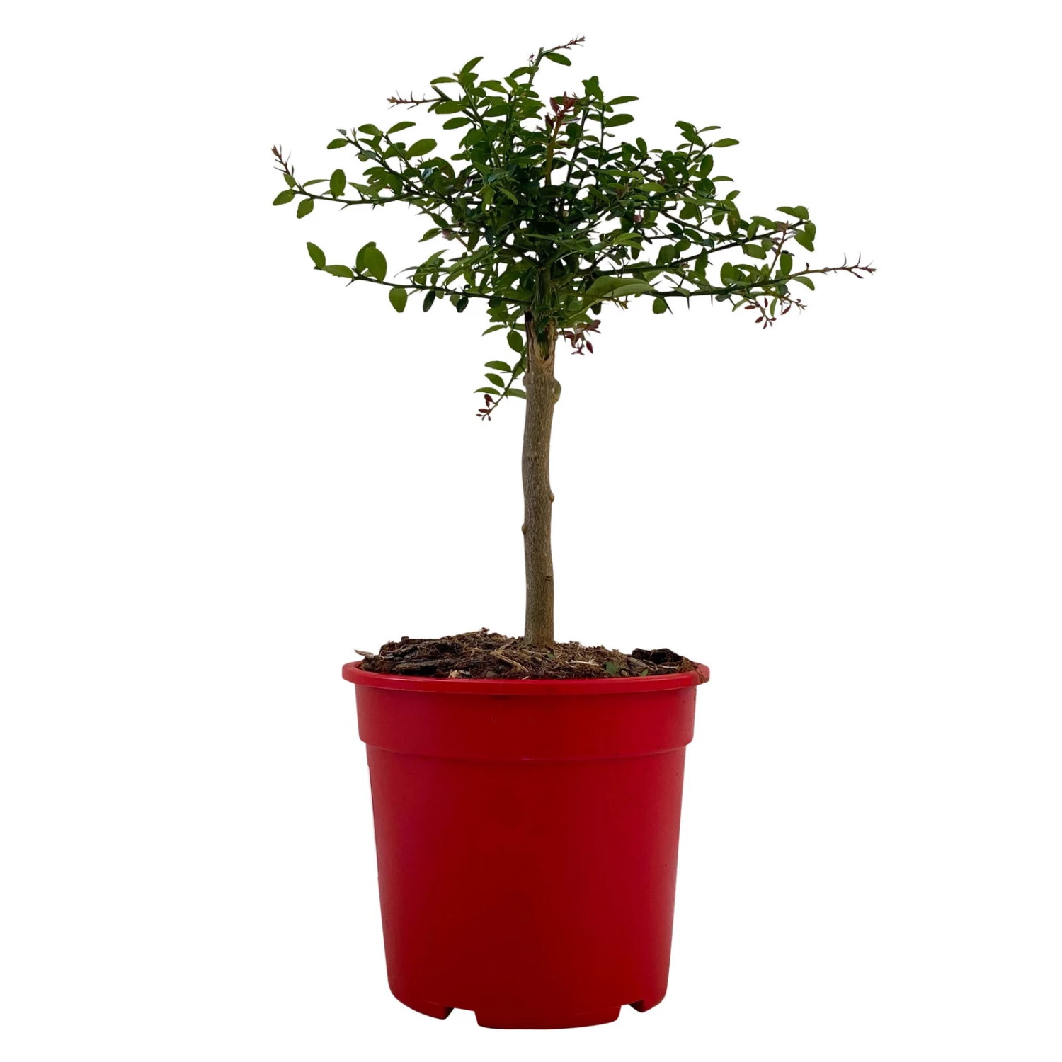 Fingerlimette, Topf-Ø 15 Cm, Höhe Ca. 40 Cm