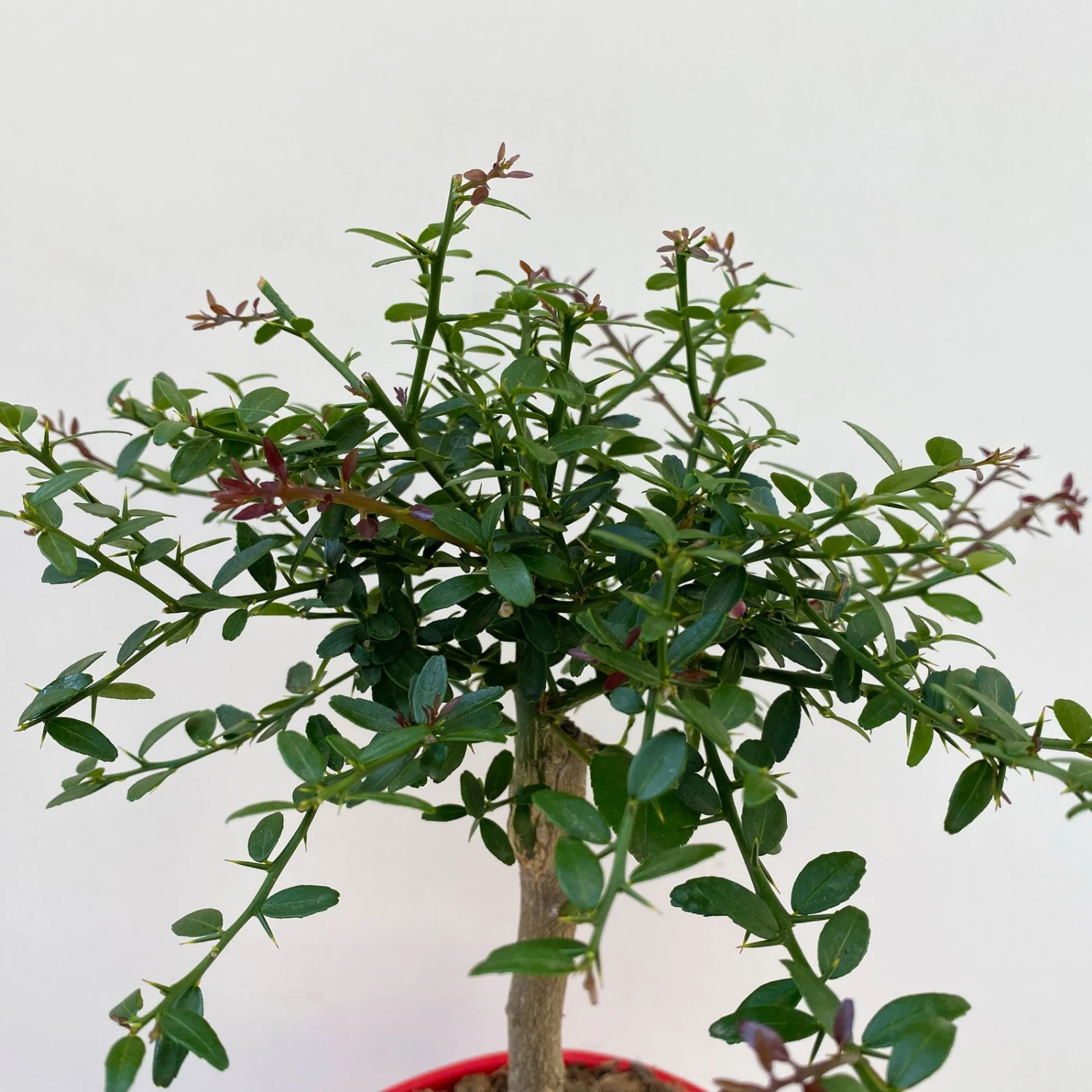 Fingerlimette, Topf-Ø 15 Cm, Höhe Ca. 40 Cm - Image 3