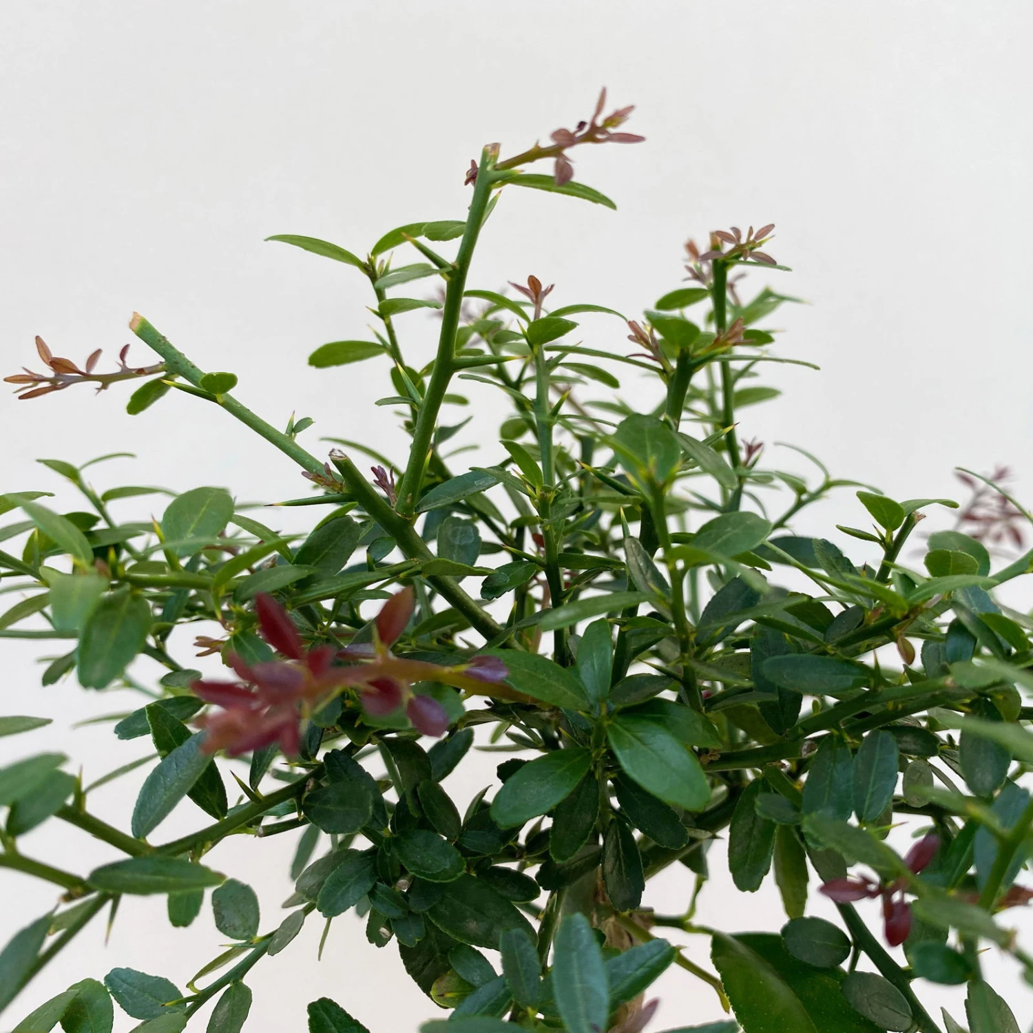 Fingerlimette, Topf-Ø 15 Cm, Höhe Ca. 40 Cm - Image 4