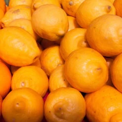 Meyers Zitrone, Stamm,Topf-Ø 20 Cm, Höhe Ca. 60 Cm