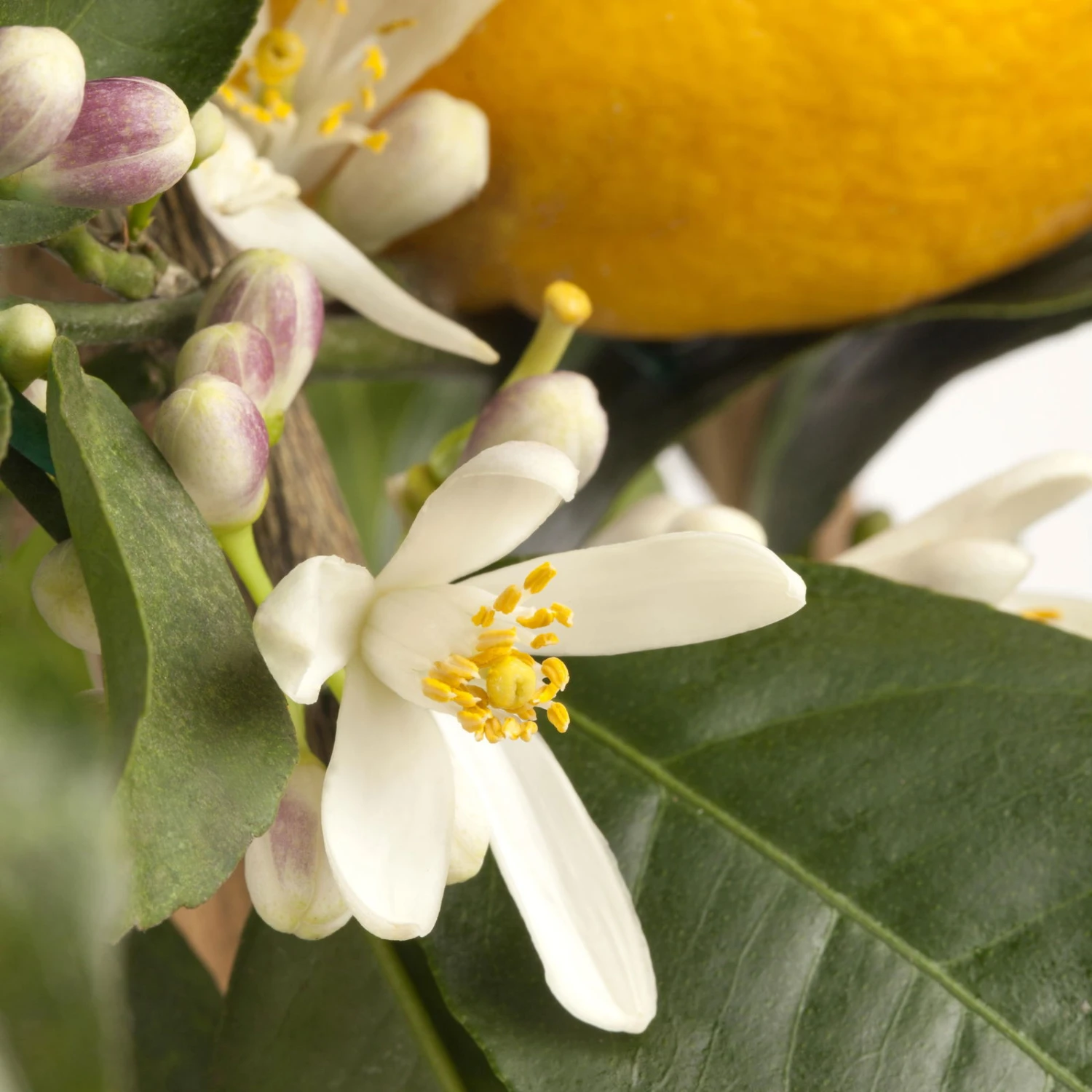 Meyers Zitrone, Stamm,Topf-Ø 20 Cm, Höhe Ca. 60 Cm - Image 2