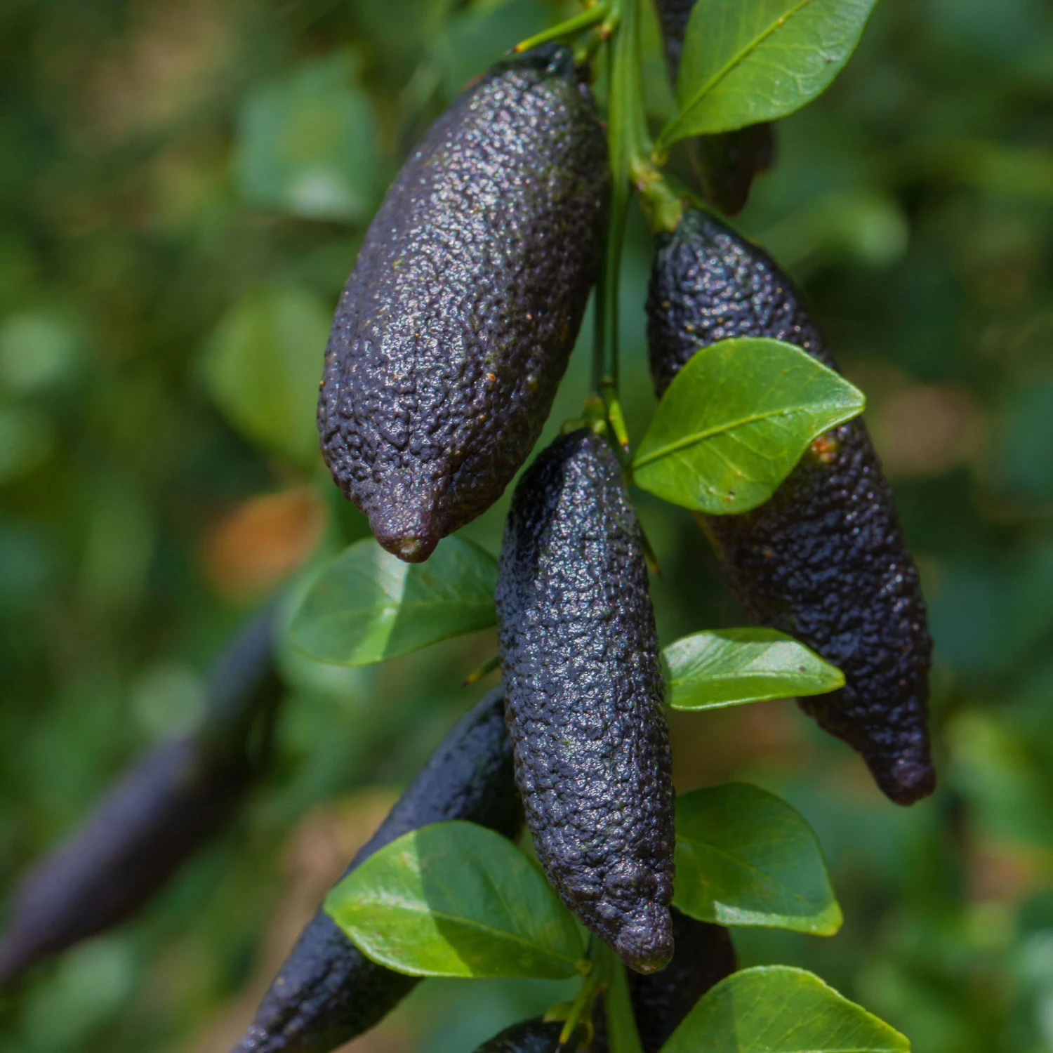 Fingerlimette, Topf-Ø 15 Cm, Höhe Ca. 40 Cm - Image 5