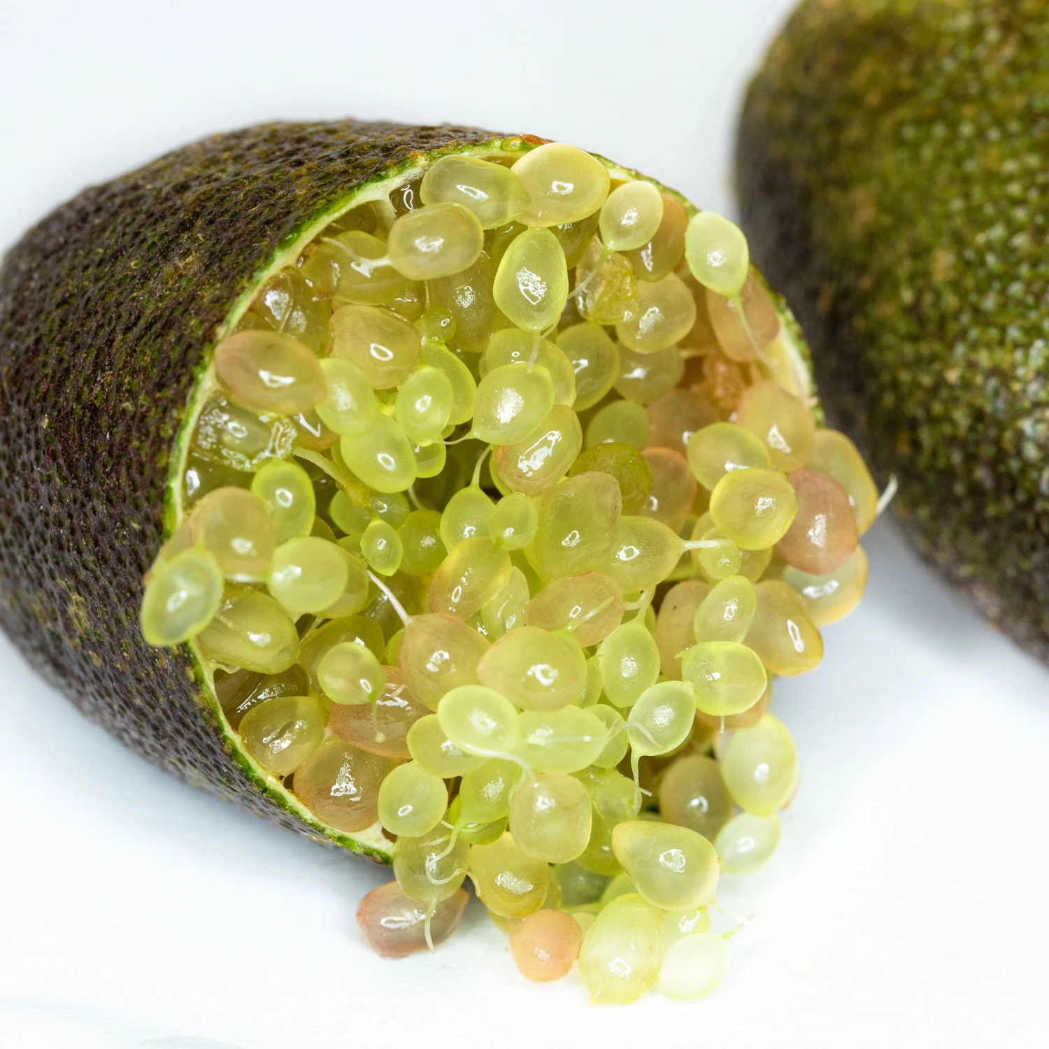 Fingerlimette, Topf-Ø 20 Cm, Höhe Ca.60 Cm - Image 3