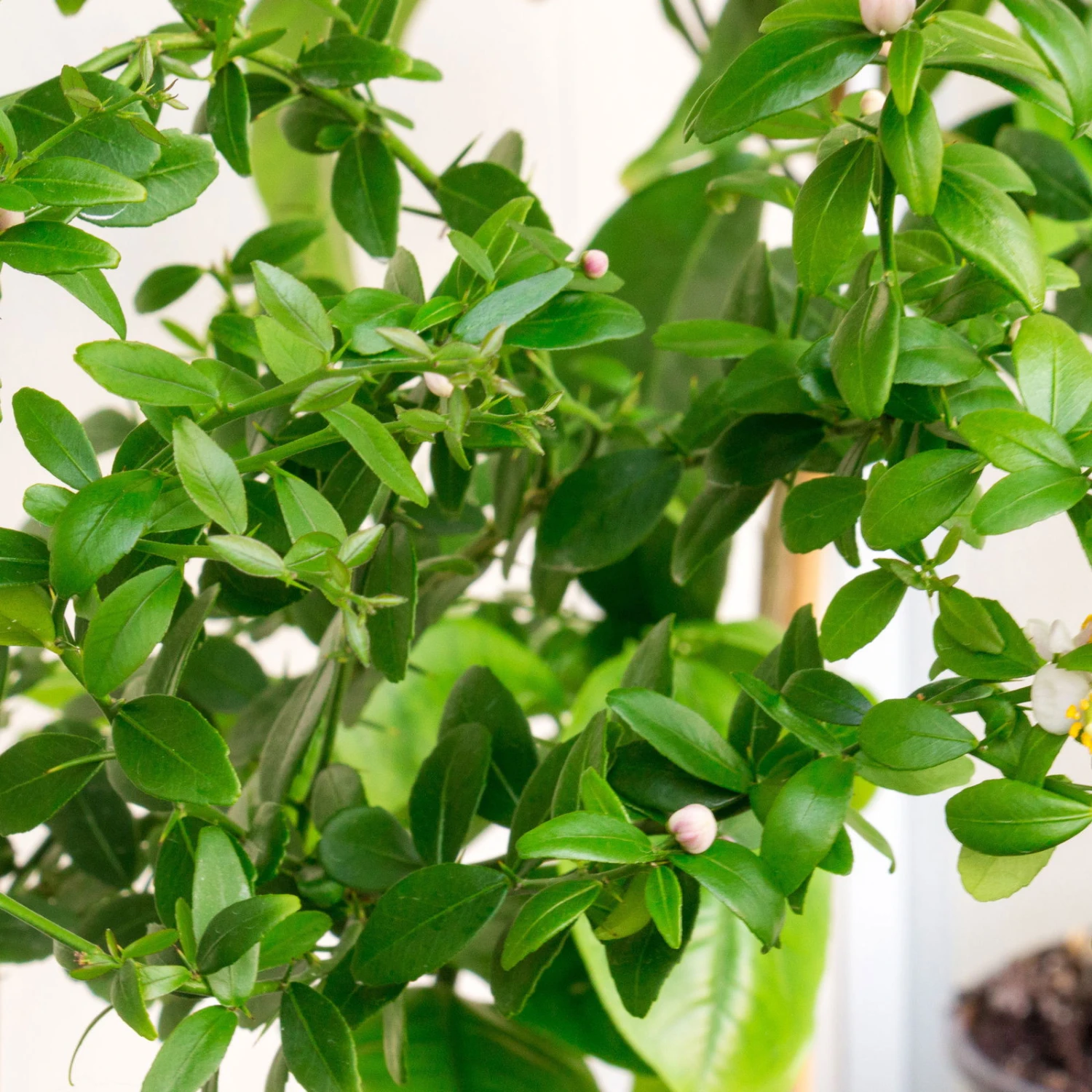 Fingerlimette, Topf-Ø 20 Cm, Höhe Ca.60 Cm - Image 2