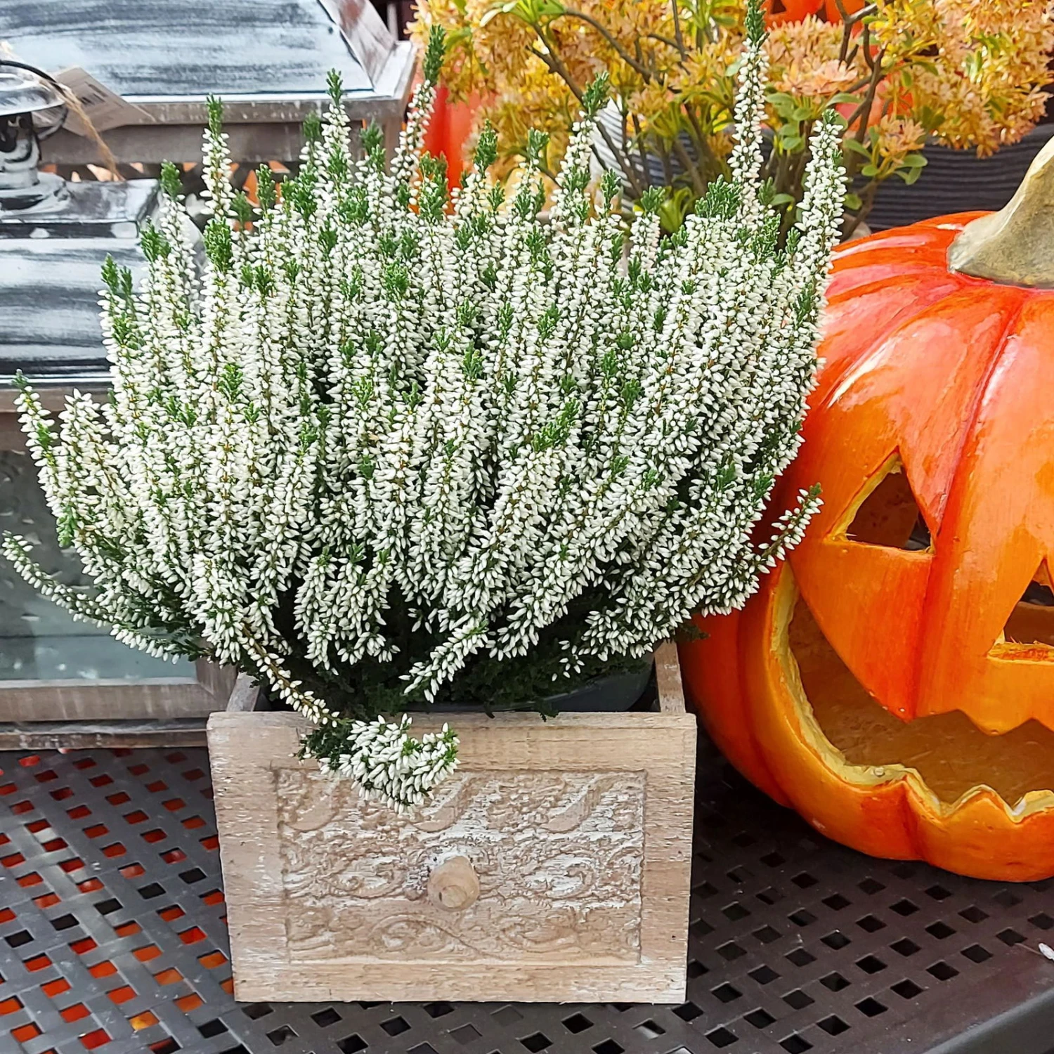 Knospenheide, Weiß, Topf-Ø 17 Cm, 3er-Set - Image 6