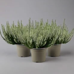 Knospenheide, Weiß, Topf-Ø 17 Cm, 3er-Set