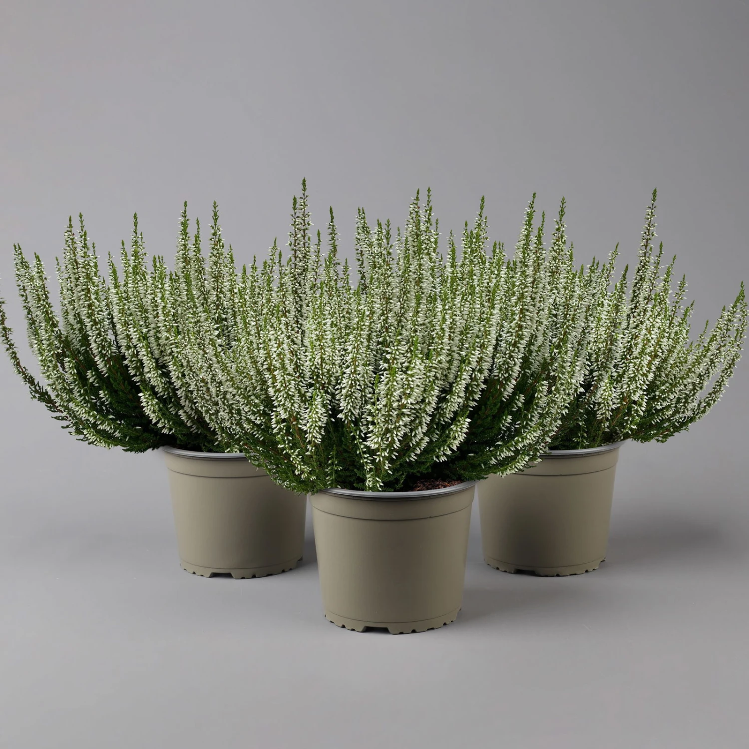 Knospenheide, Weiß, Topf-Ø 17 Cm, 3er-Set