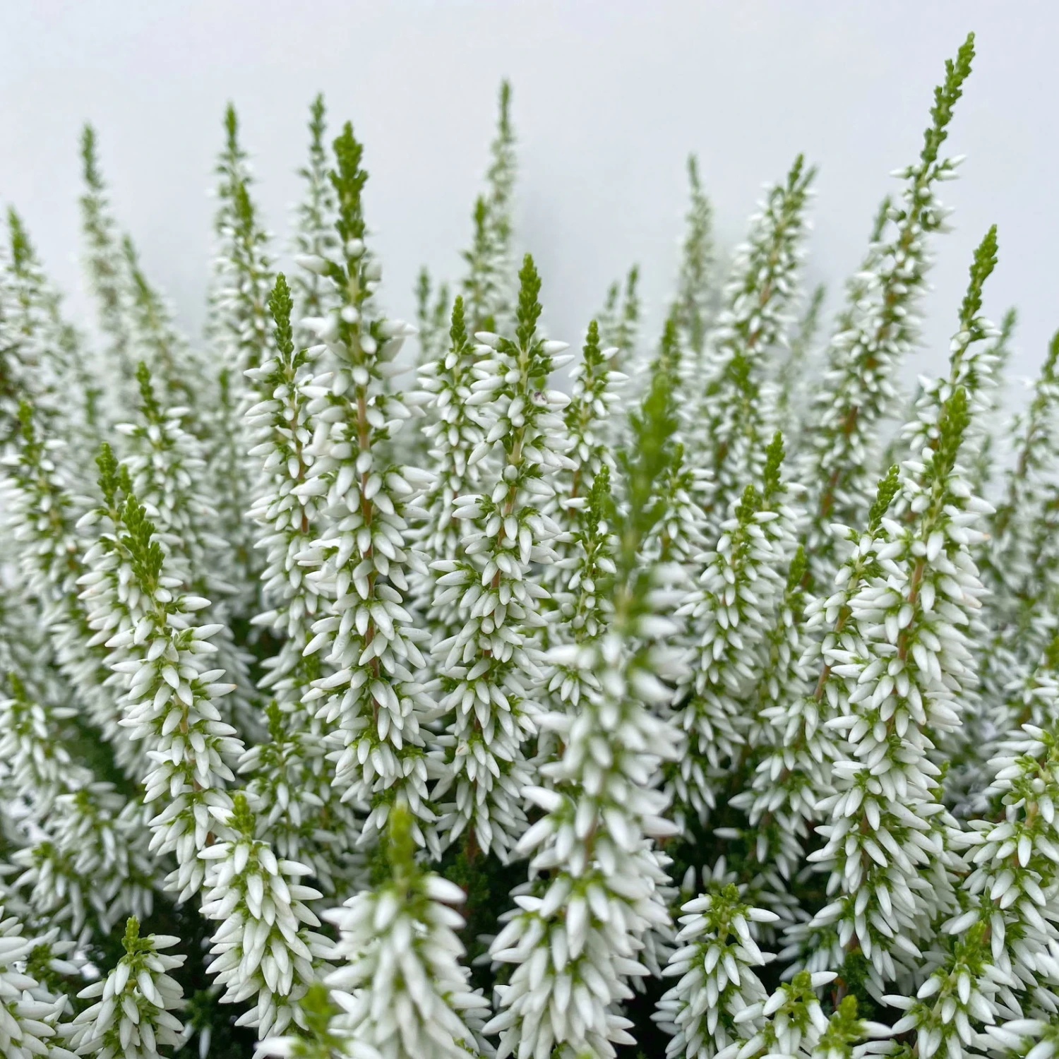 Knospenheide, Weiß, Topf-Ø 17 Cm, 3er-Set - Image 9