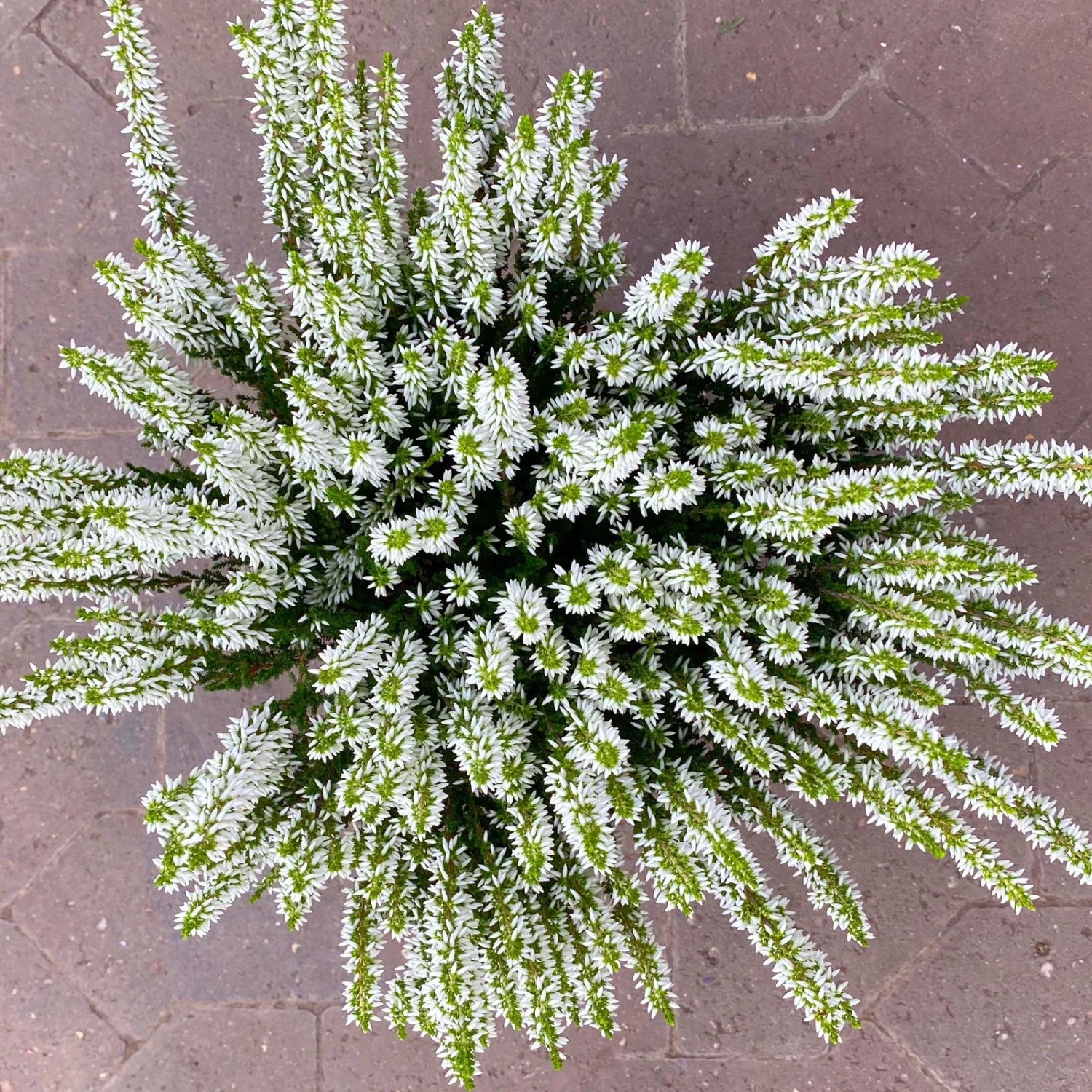 Knospenheide, Weiß, Topf-Ø 17 Cm, 3er-Set - Image 2