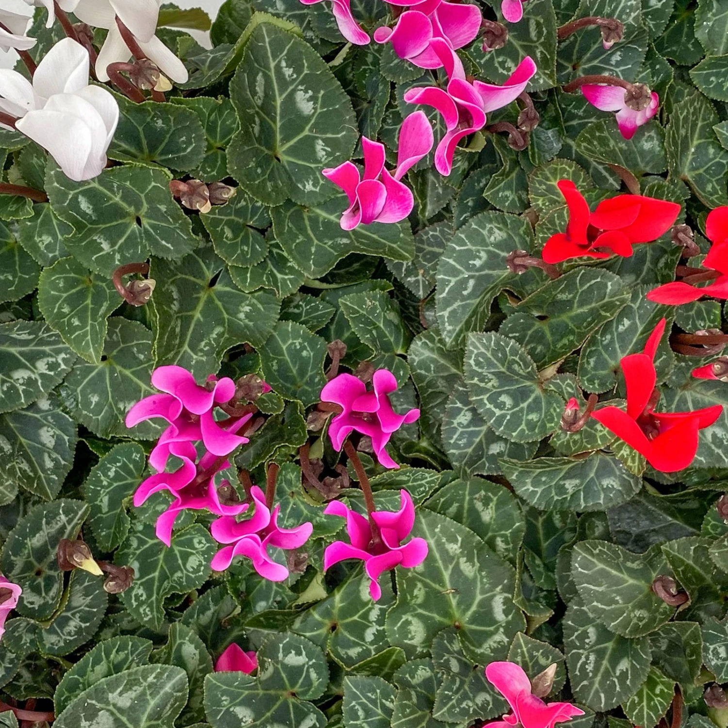 Alpenveilchen, Farben Zufällig, Mini, Topf-Ø 6 Cm, 12er-Set - Image 2