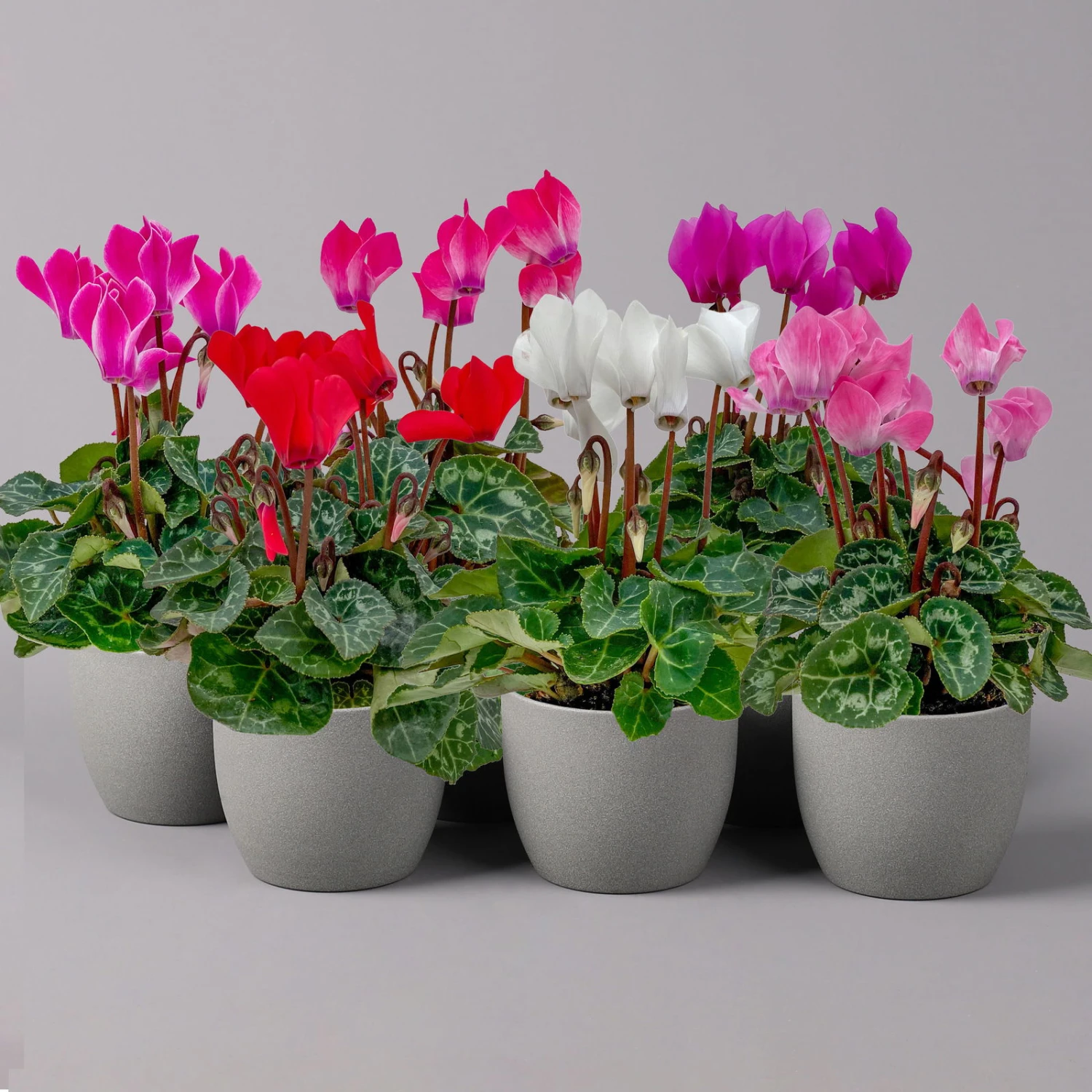 Alpenveilchen, Farben Zufällig, Mini, Topf-Ø 6 Cm, 12er-Set