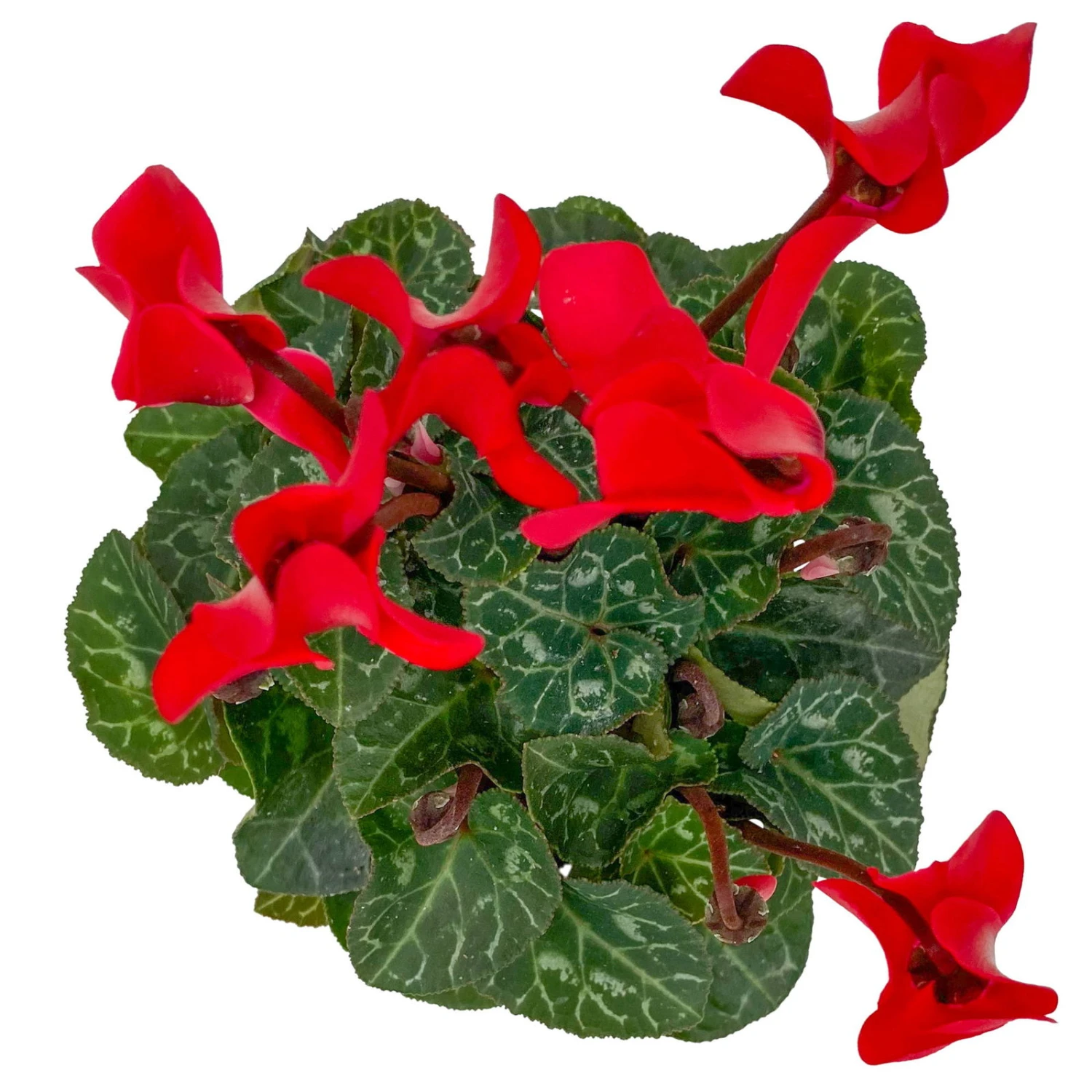 Alpenveilchen, Farben Zufällig, Mini, Topf-Ø 6 Cm, 12er-Set - Image 14