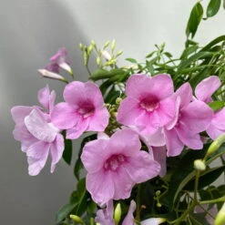 Pandorea, Weiß Bis Rosa Zufällig, Pyramide, Topf-Ø 14 Cm, Höhe Ca. 50 Cm