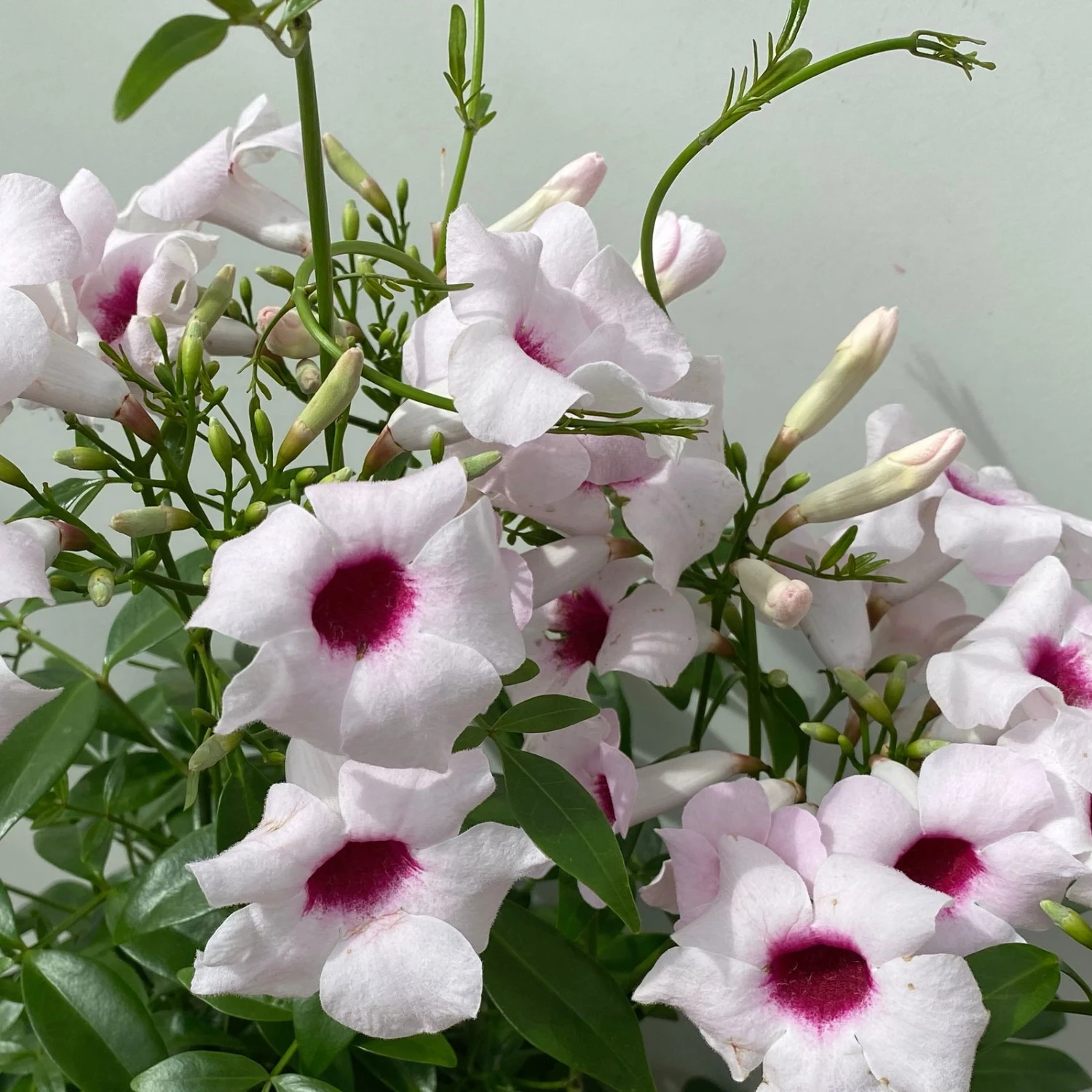 Pandorea, Weiß Bis Rosa Zufällig, Pyramide, Topf-Ø 14 Cm, Höhe Ca. 50 Cm - Image 2