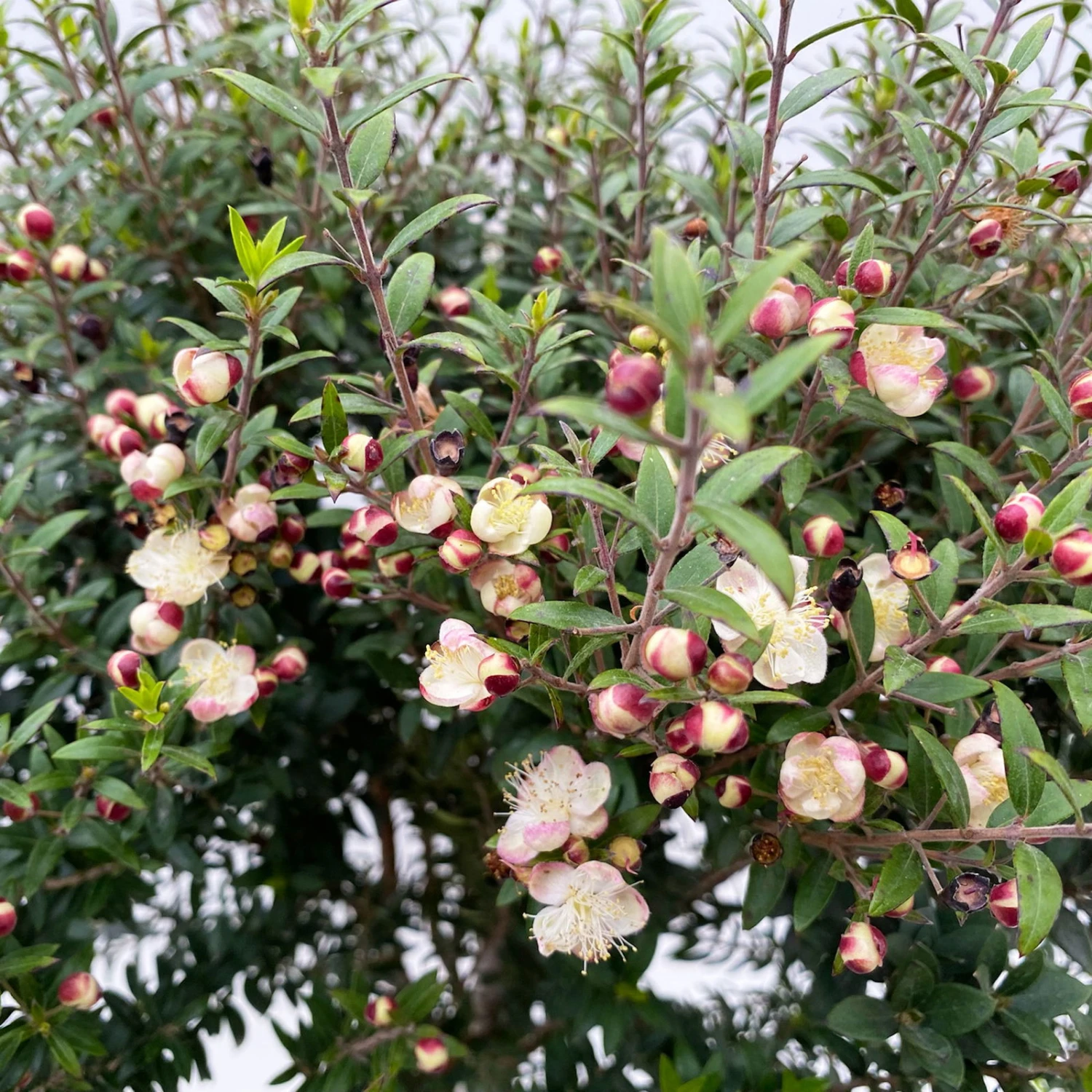 Myrte Weiß, Stamm, Topf-Ø 19 Cm - Image 4