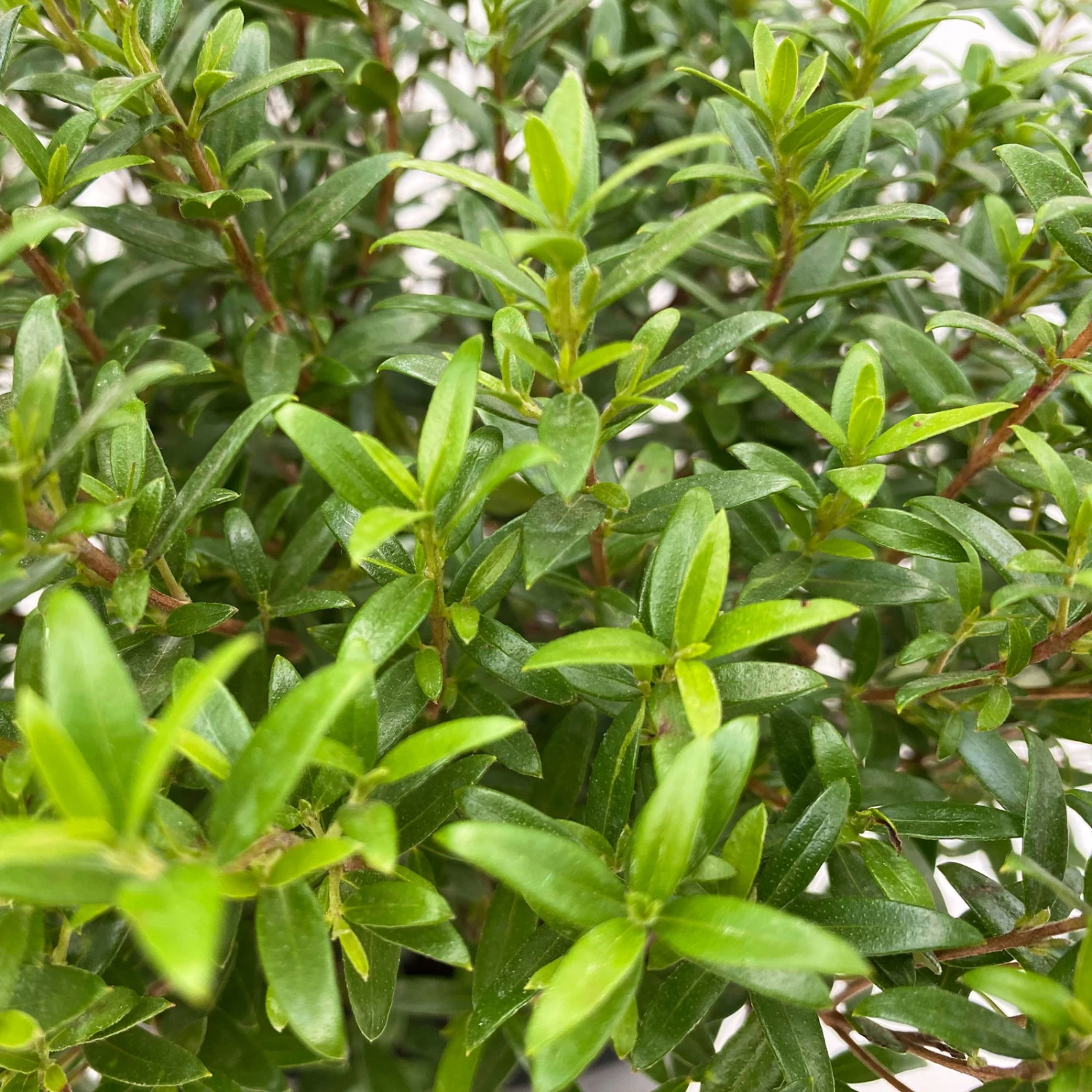 Myrte Weiß, Busch, Topf-Ø 15 Cm, Höhe Ca. 25 Cm, 2er-Set - Image 7