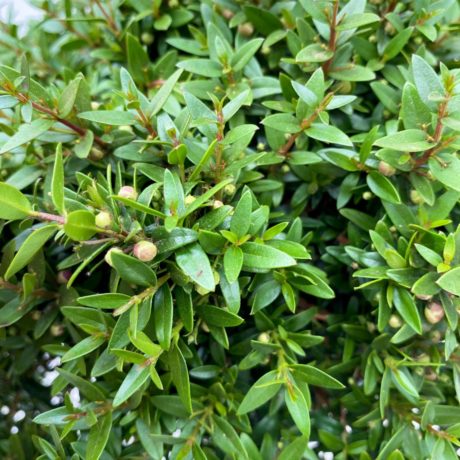 Myrte Weiß, Busch, Topf-Ø 15 Cm, Höhe Ca. 25 Cm, 2er-Set - Image 6