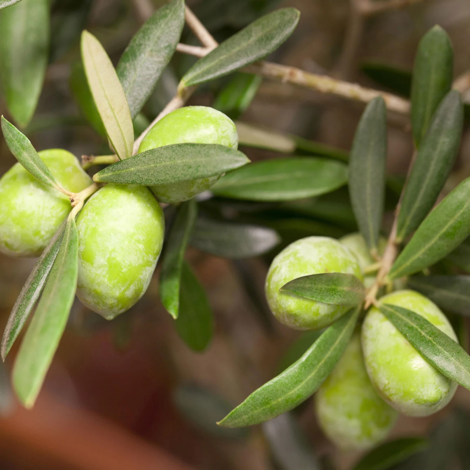 Olivenbaum, Busch, Topf-Ø 21 Cm, Höhe Ca. 50 Cm - Image 2