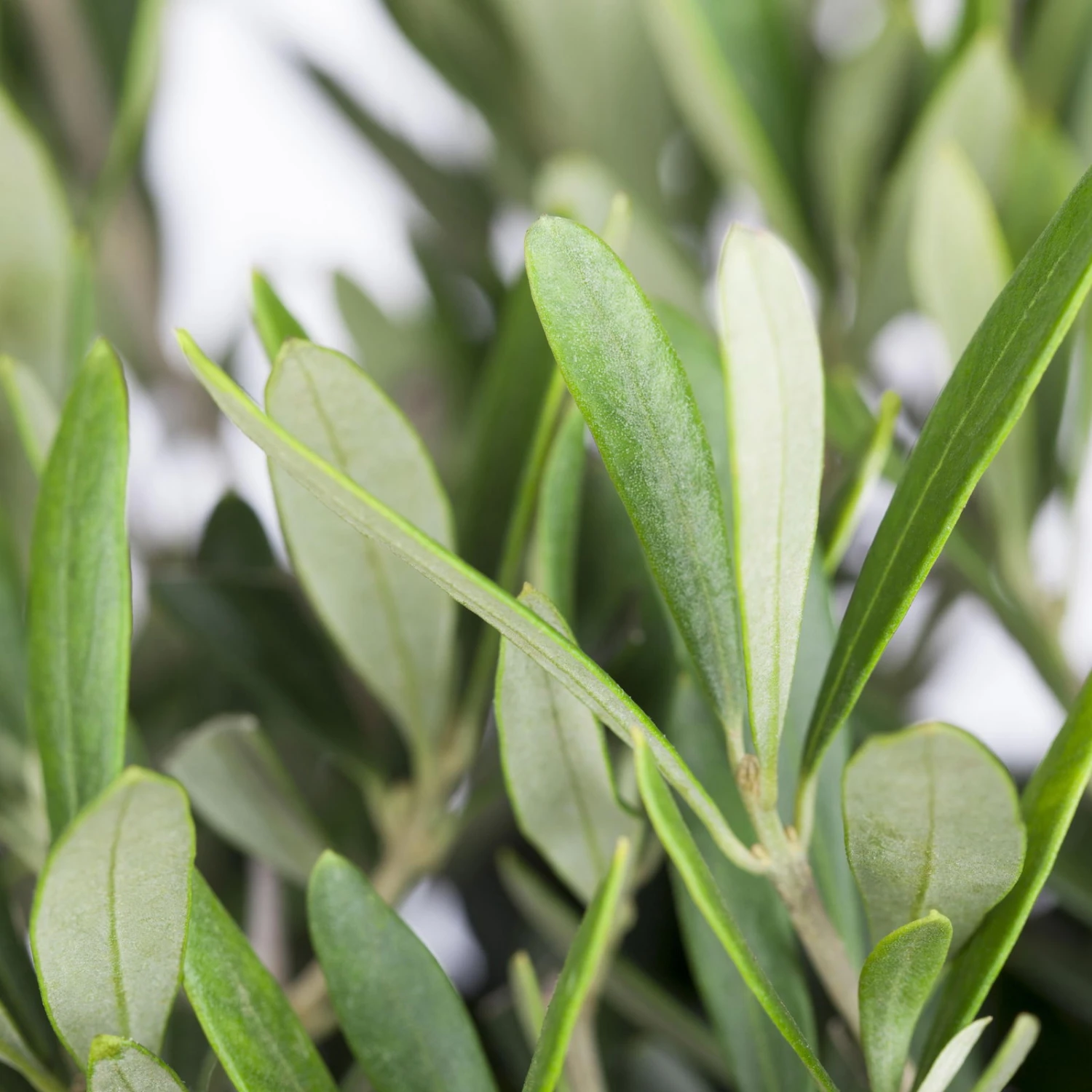 Olivenbaum, Stämmchen, Topf-Ø 60 Cm, Höhe Ca. 140 Cm - Image 2