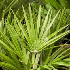 Chamaerops Humilis, Topf-Ø 60 Cm, Höhe Ca. 150 Cm