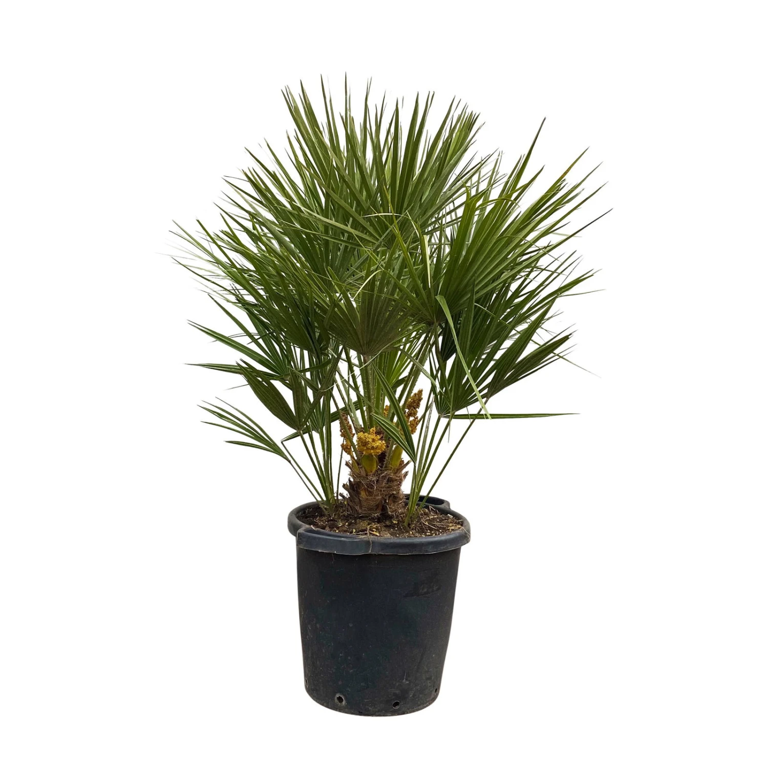 Chamaerops Humilis, Topf-Ø 35 Cm, Höhe Ca. 100-120 Cm