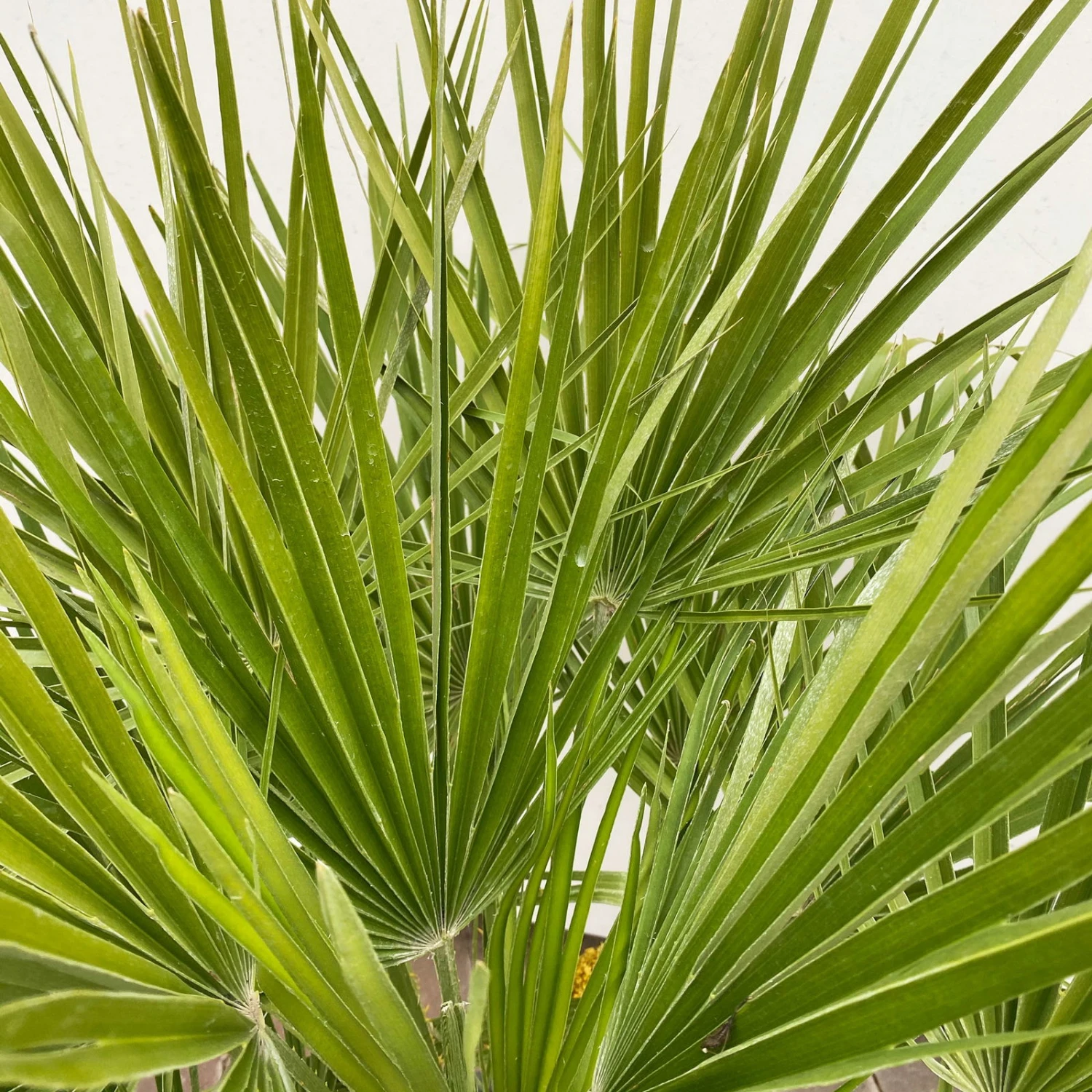 Chamaerops Humilis, Topf-Ø 35 Cm, Höhe Ca. 100-120 Cm - Image 3