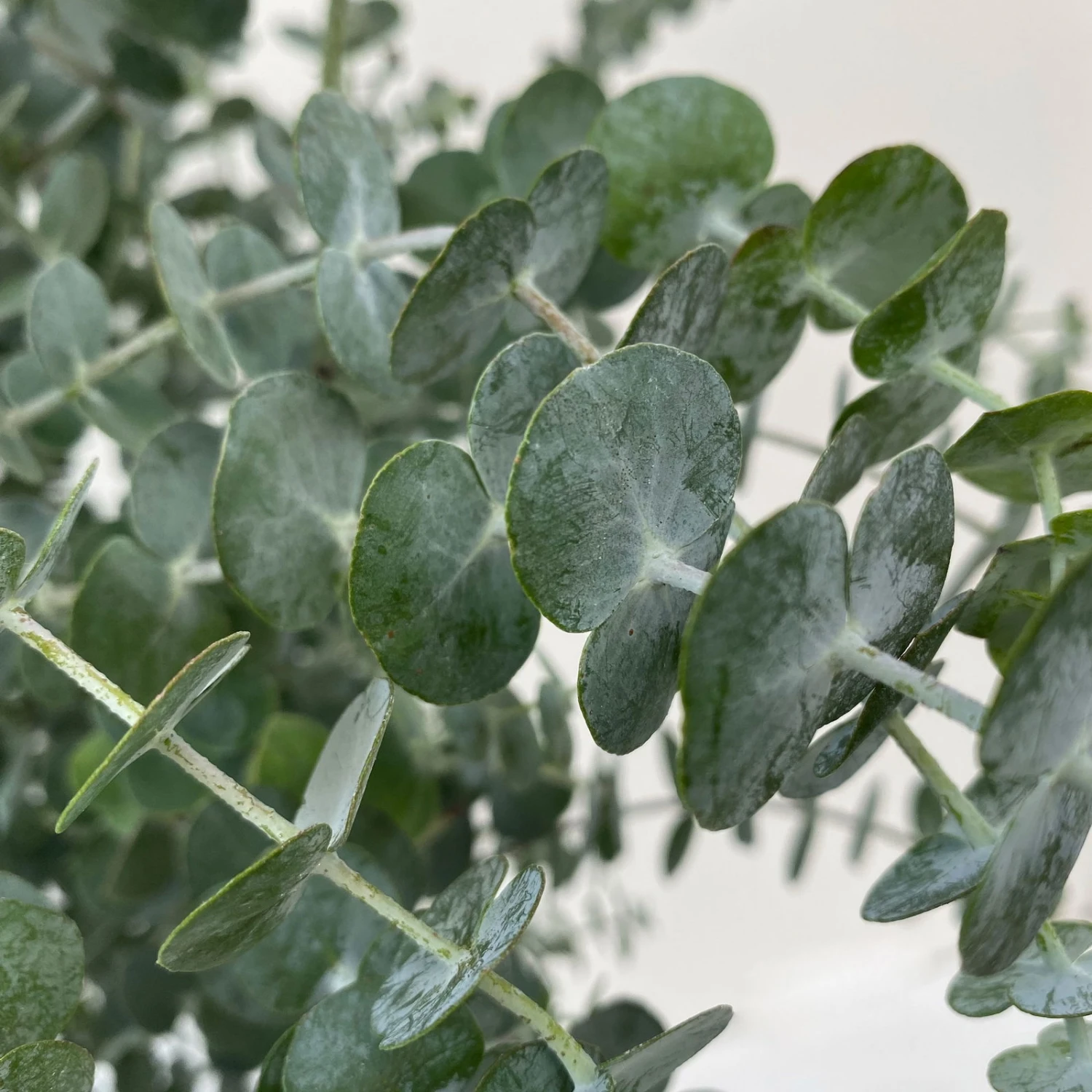 Eukalyptus 'Baby Blue', Busch, Topf-Ø 20 Cm - Image 2