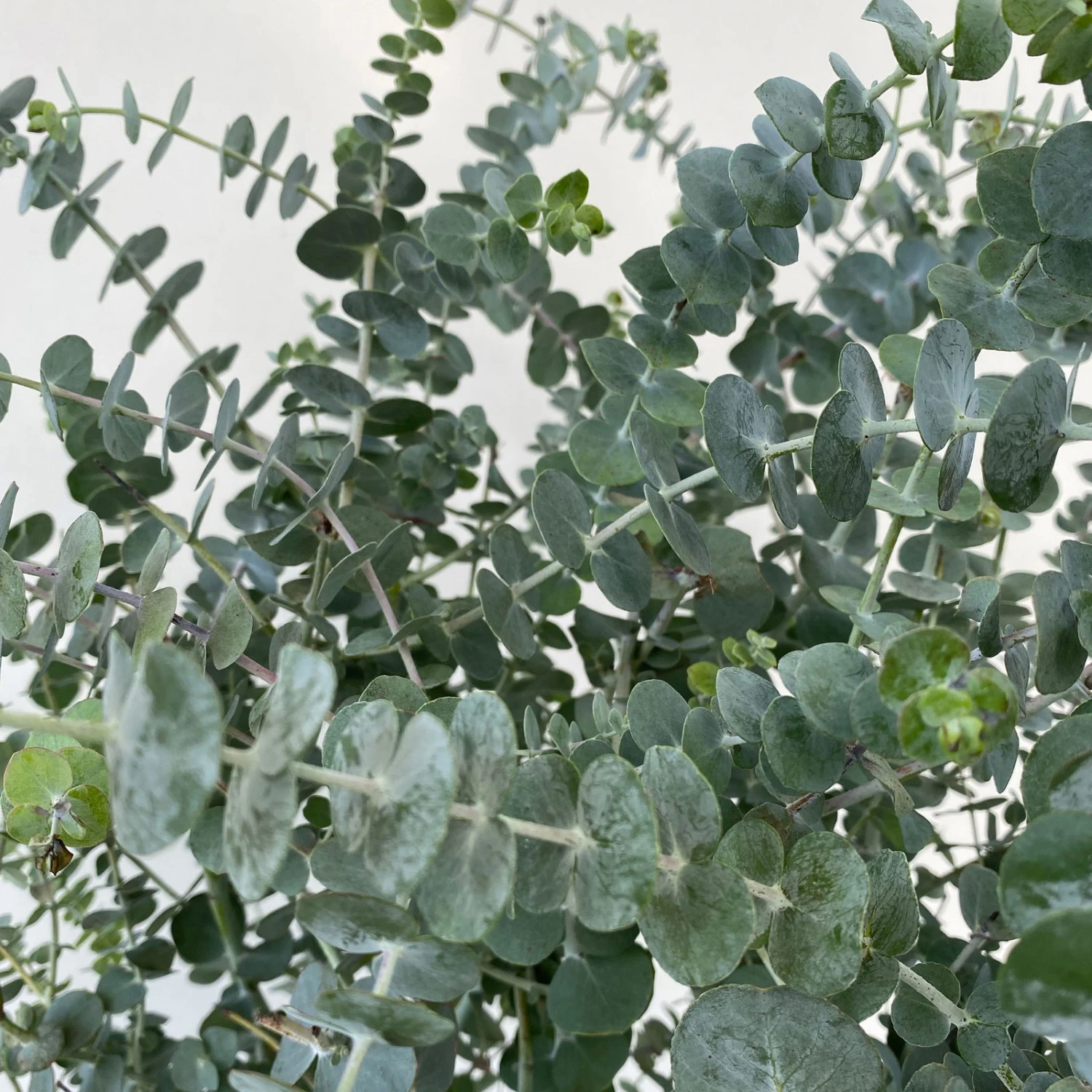 Eukalyptus 'Baby Blue', Busch, Topf-Ø 20 Cm - Image 3