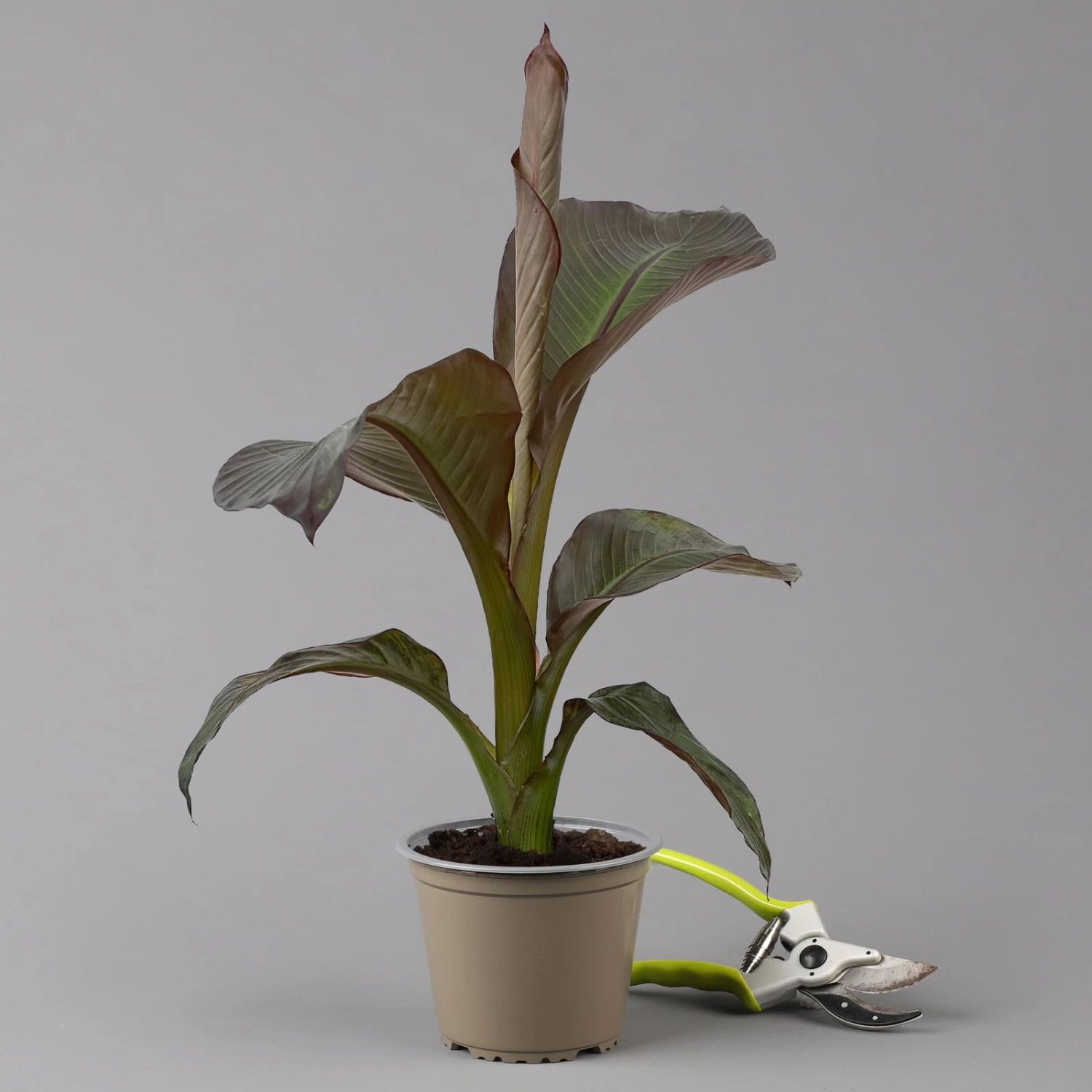 Rote Zierbanane, Topf-Ø 14 Cm, Höhe Ca. 40 Cm, 2er-Set - Image 2