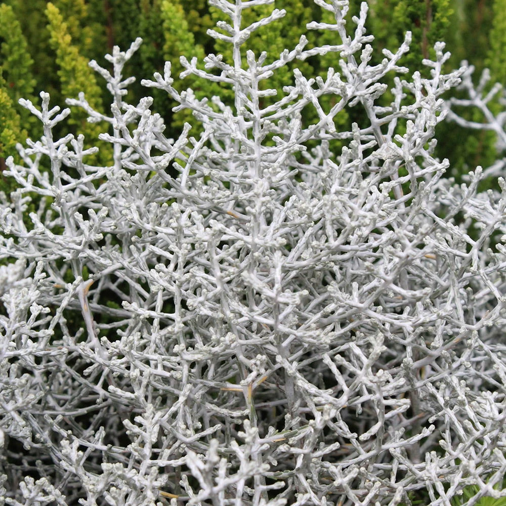 Calocephalus Silber-grau, Topf-Ă 12/13 Cm, 6er-Set - Image 2