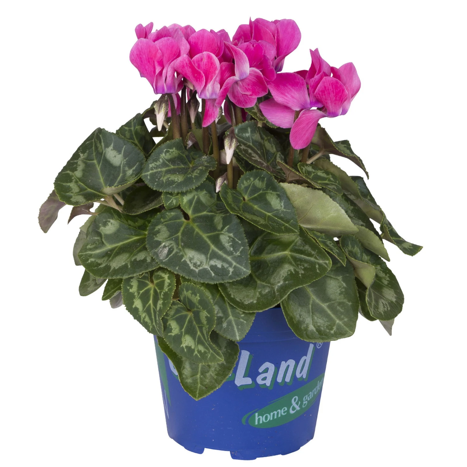 Alpenveilchen 'Outland', Lila/rosa, Topf-Ø 10,5 Cm, 6er-Set - Image 2