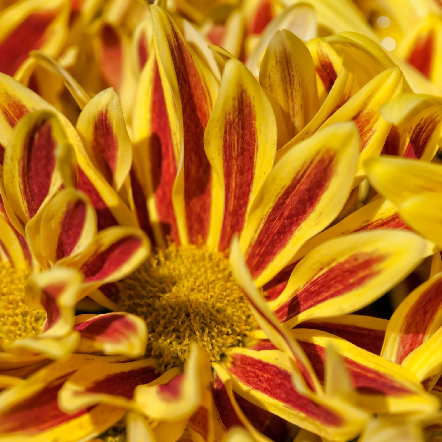 Chrysanthemen 'Rainbow Lake Worth' Gelb-rot Gestreift, Topf-Ø 14 Cm, 4er-Set - Image 9